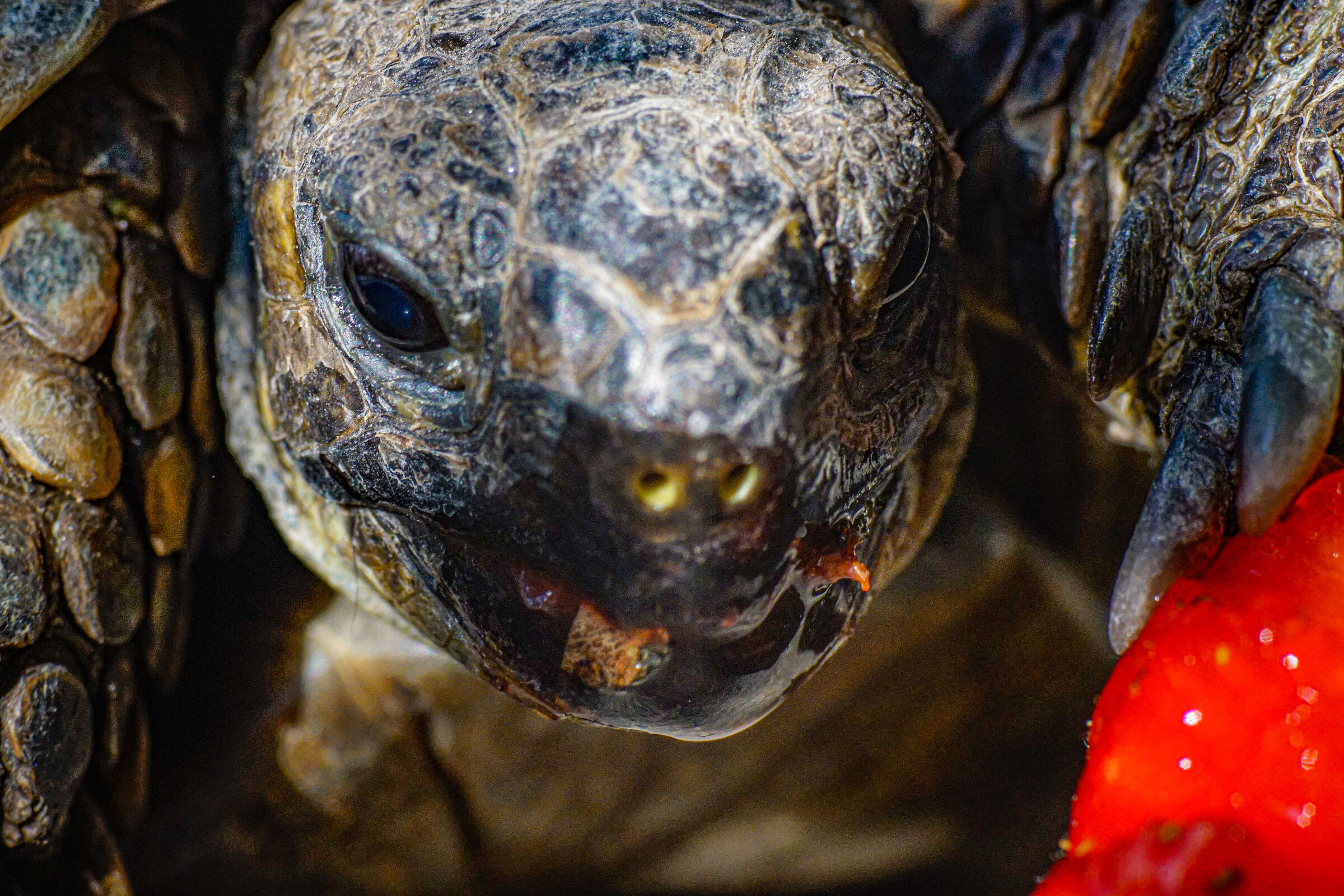 Sony a7rii con sigma 90mm prima serie manuale