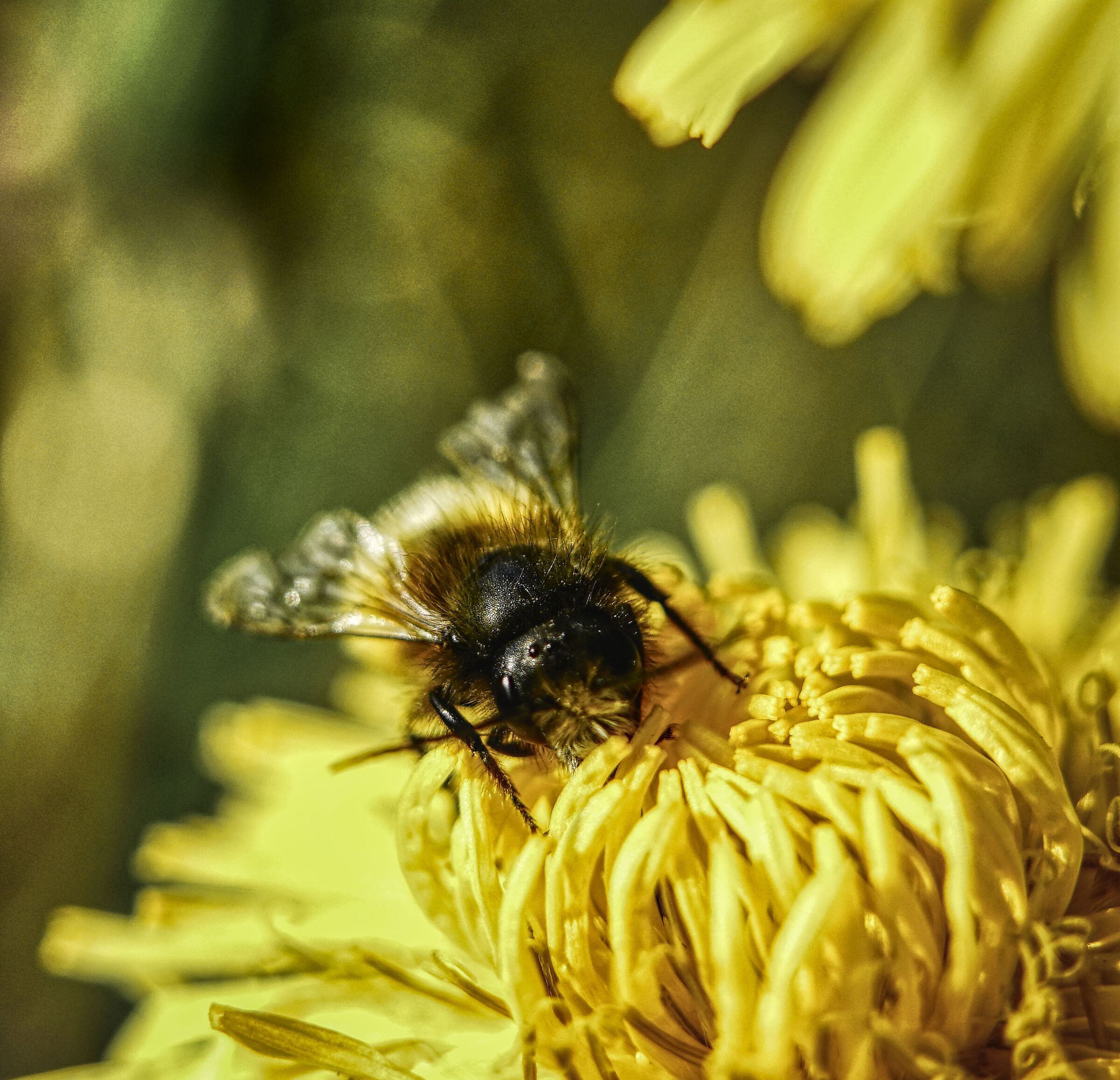 Sony a7rii con sigma 90mm prima serie manuale