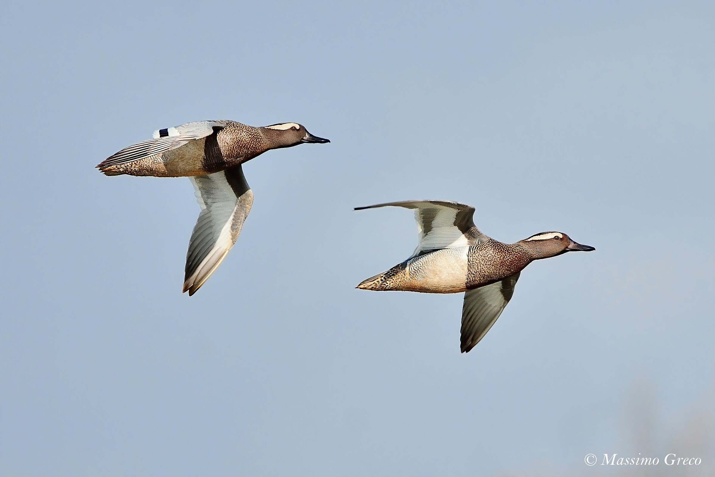 Marzaiole (Anas querquedula)