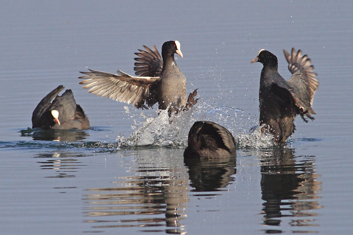 First rule of Coot Club: