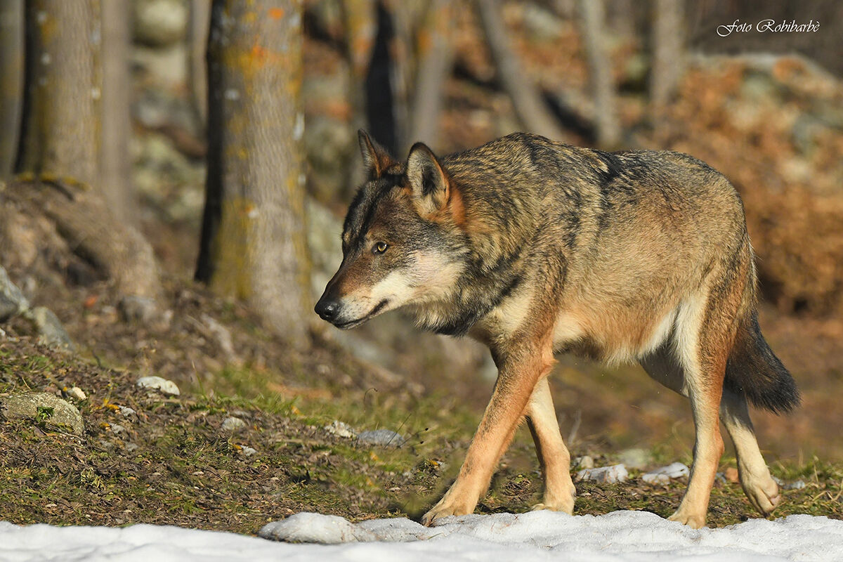 Il Lupo che avanza...