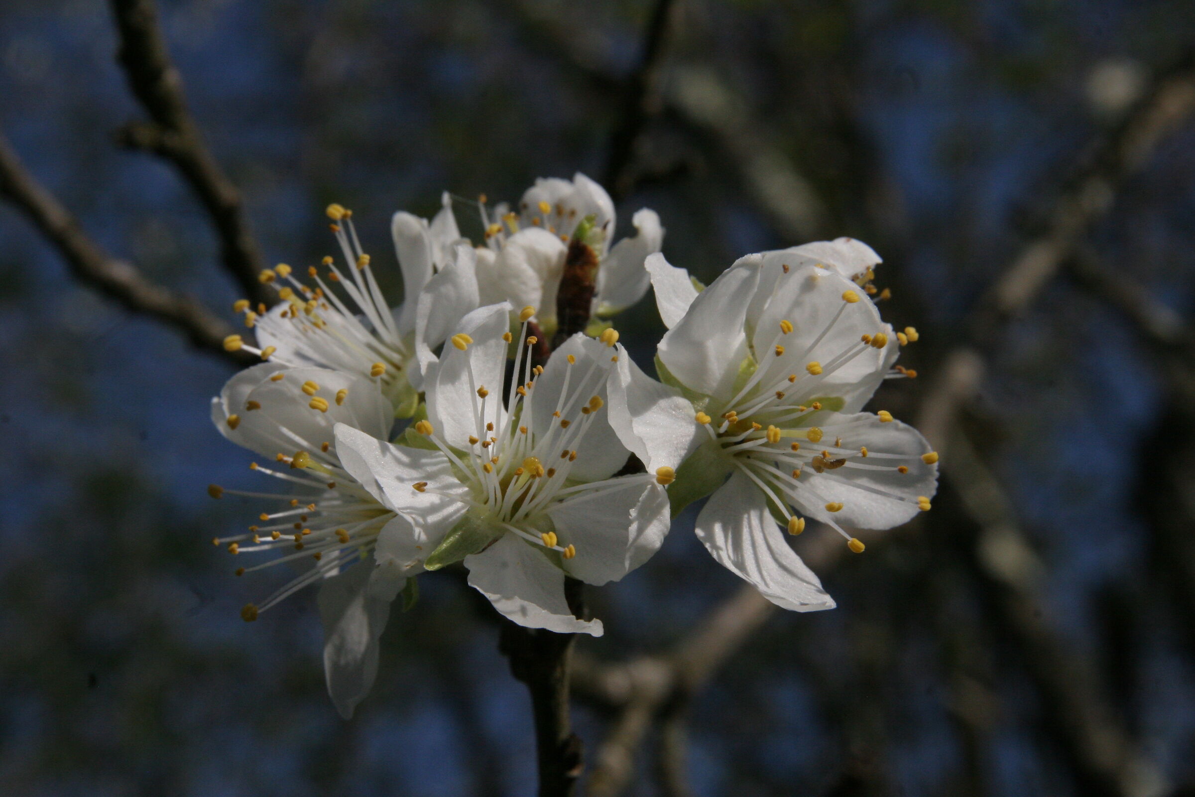 Paintings of white...
