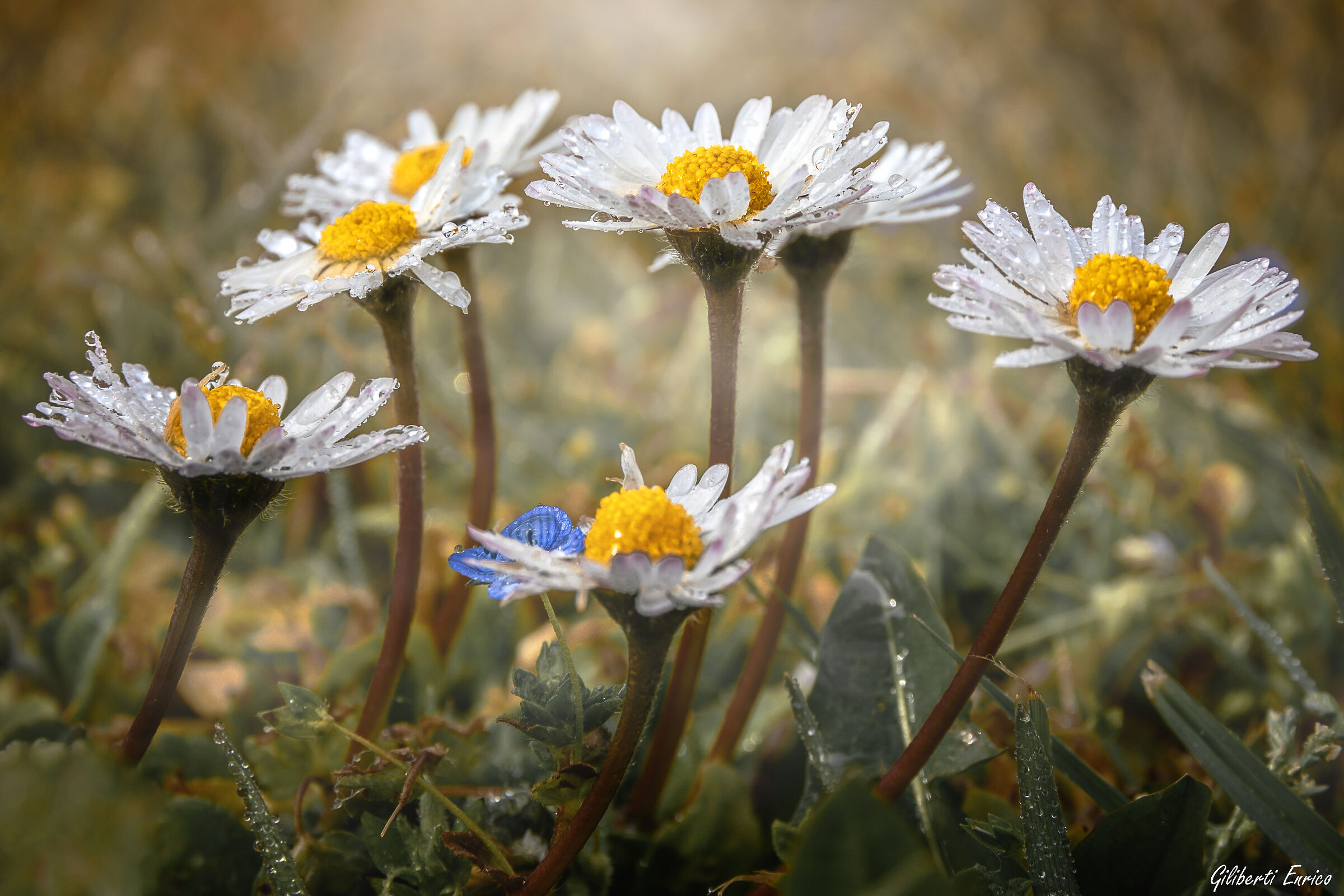 Wet daisies
