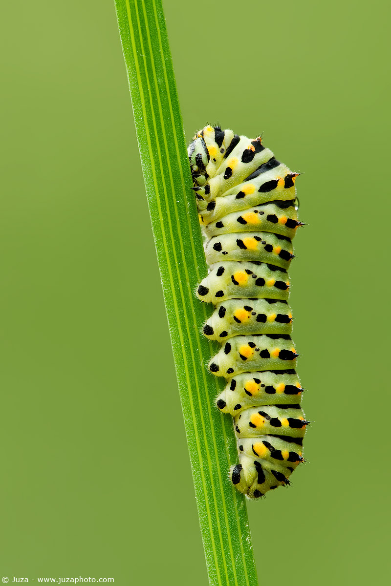 Papilio Machaon, 007629