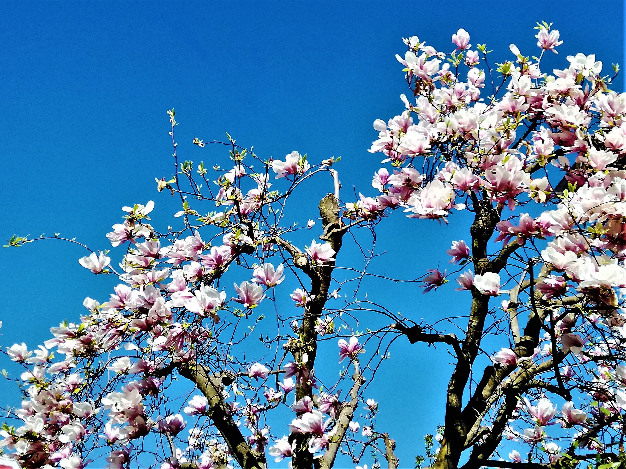 spring bloom