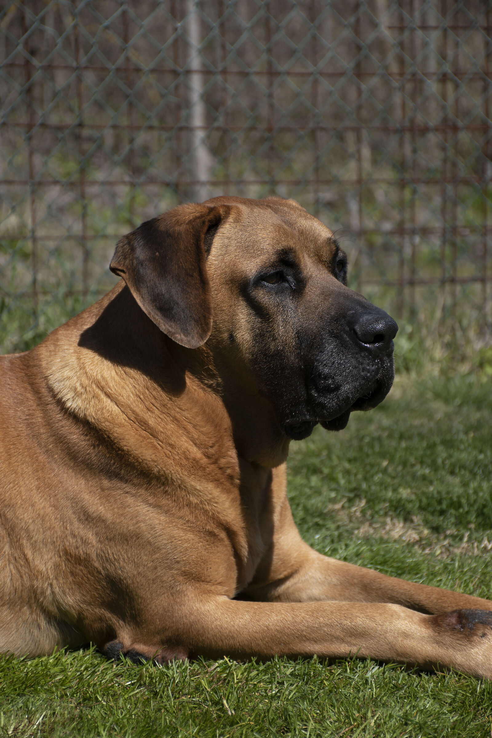 Scooby