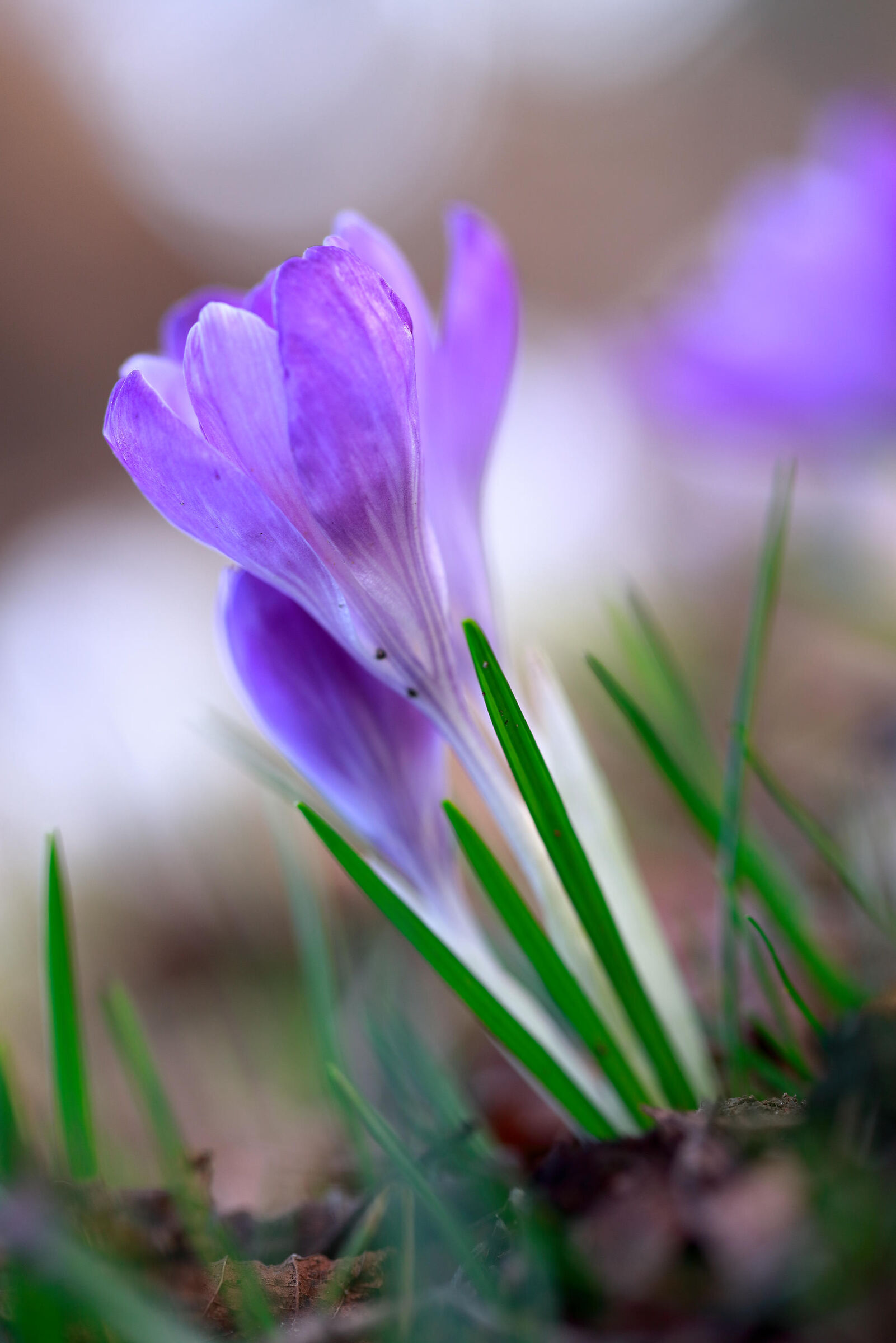 Crocus con il sole al tramonto