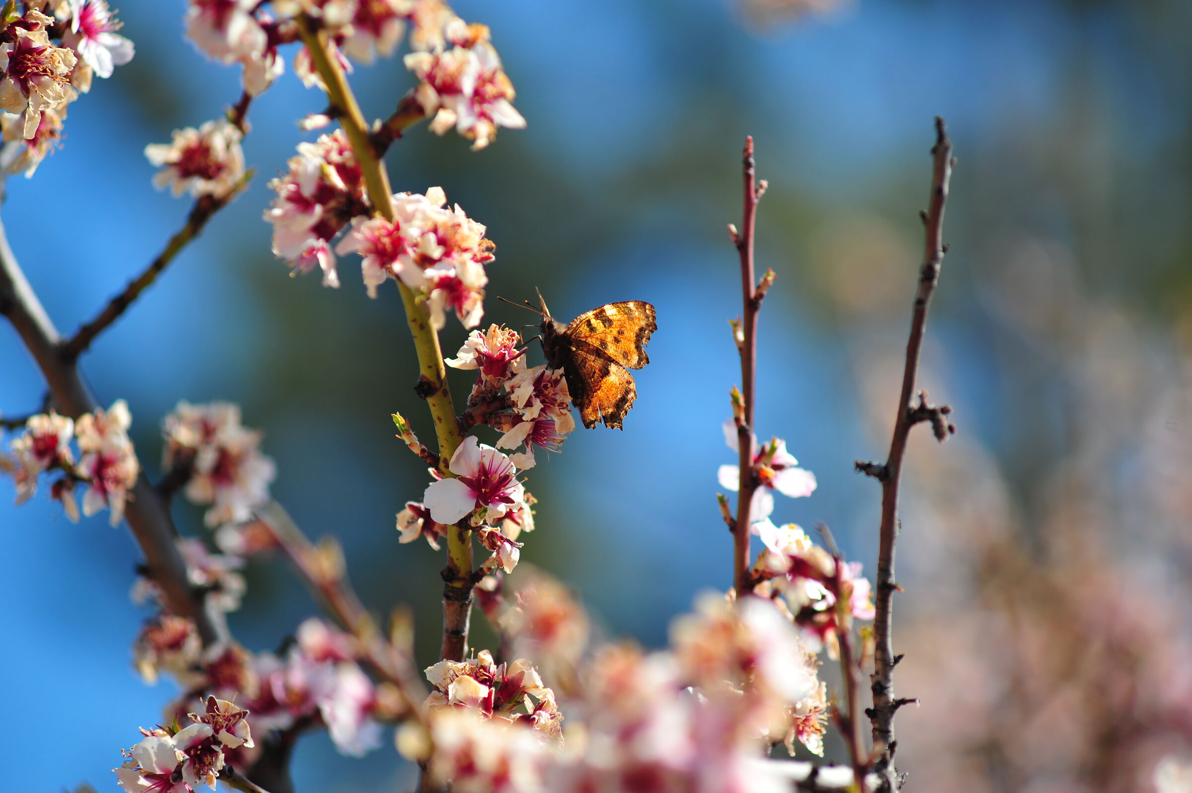 Colazione di primavera