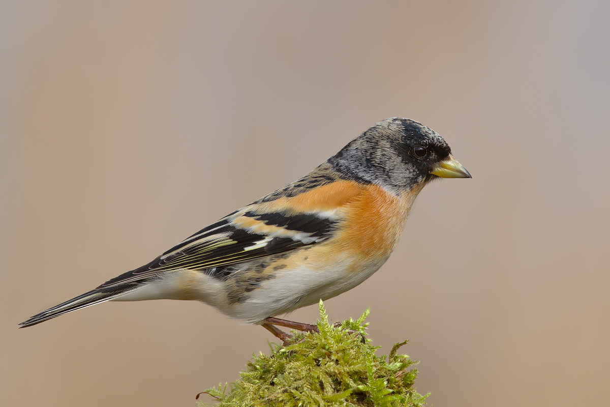 brambling