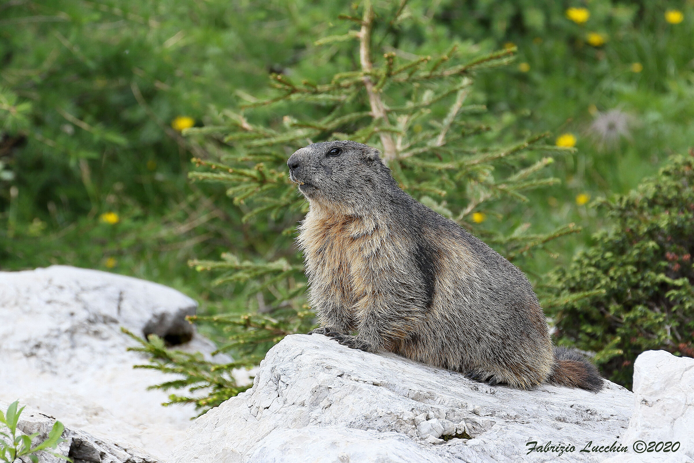 Marmotta