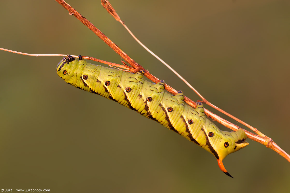 Agrius convolvuli, 006688