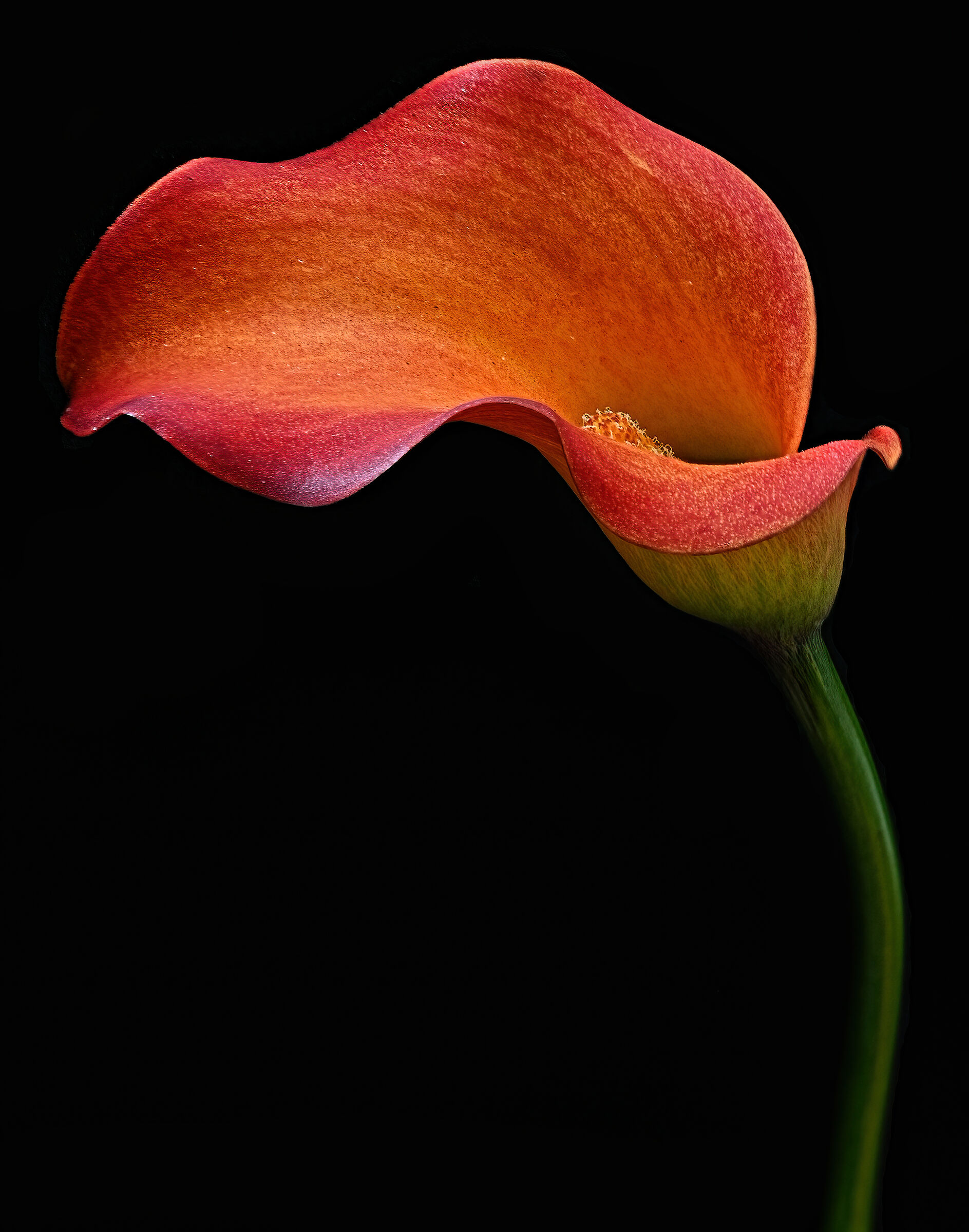 Calla