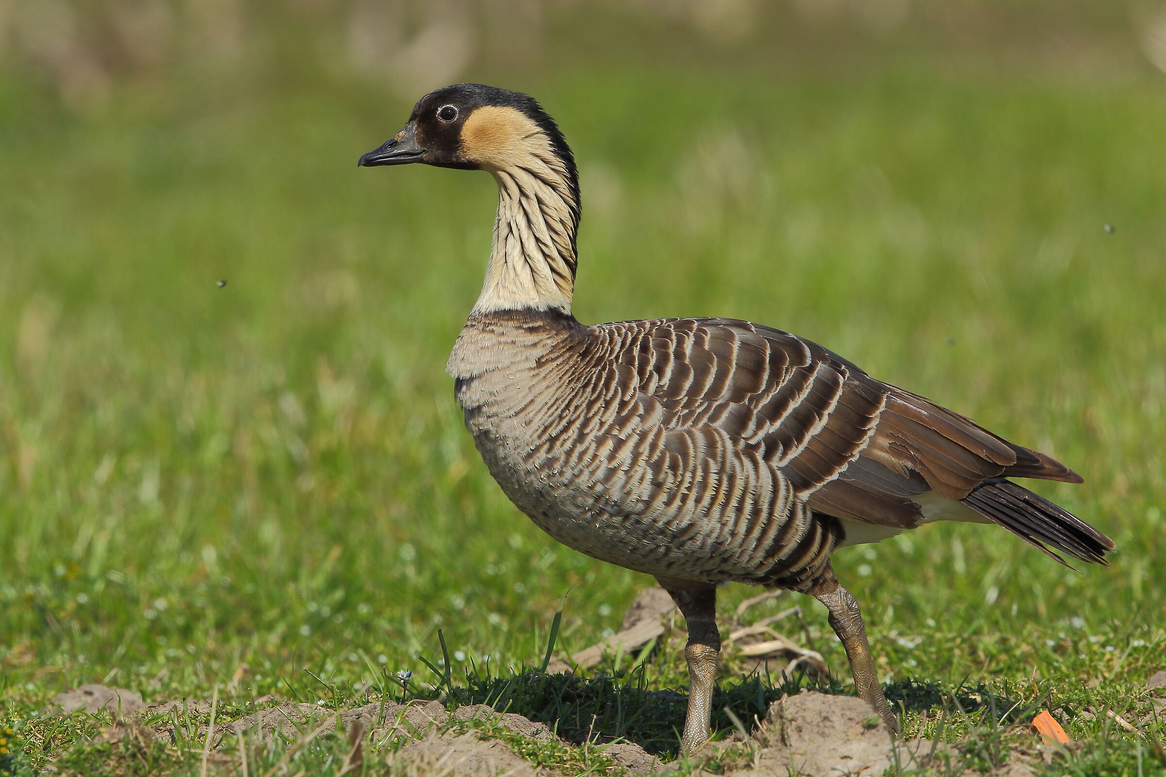 Hawaiian goose
