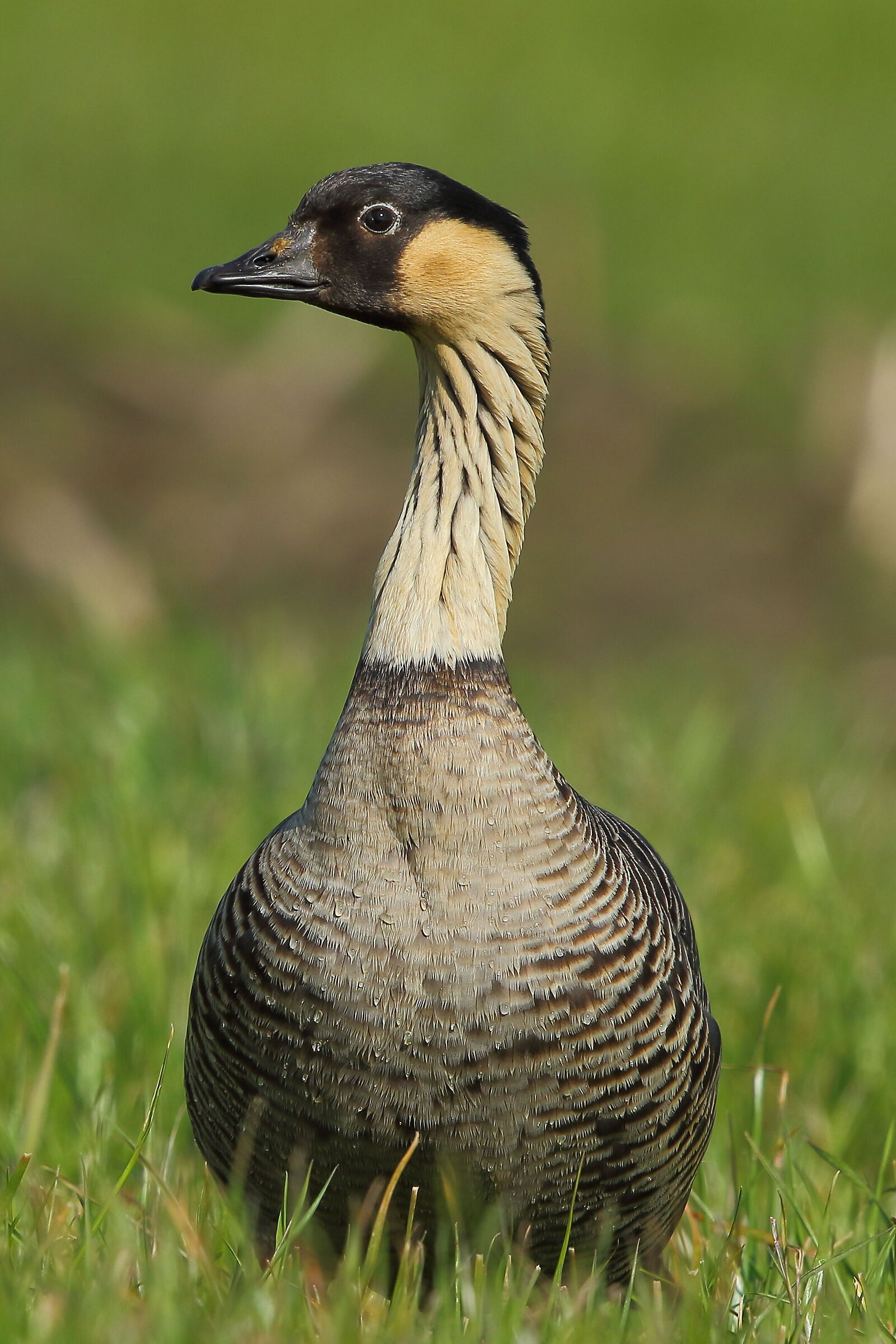 Hawaiian goose
