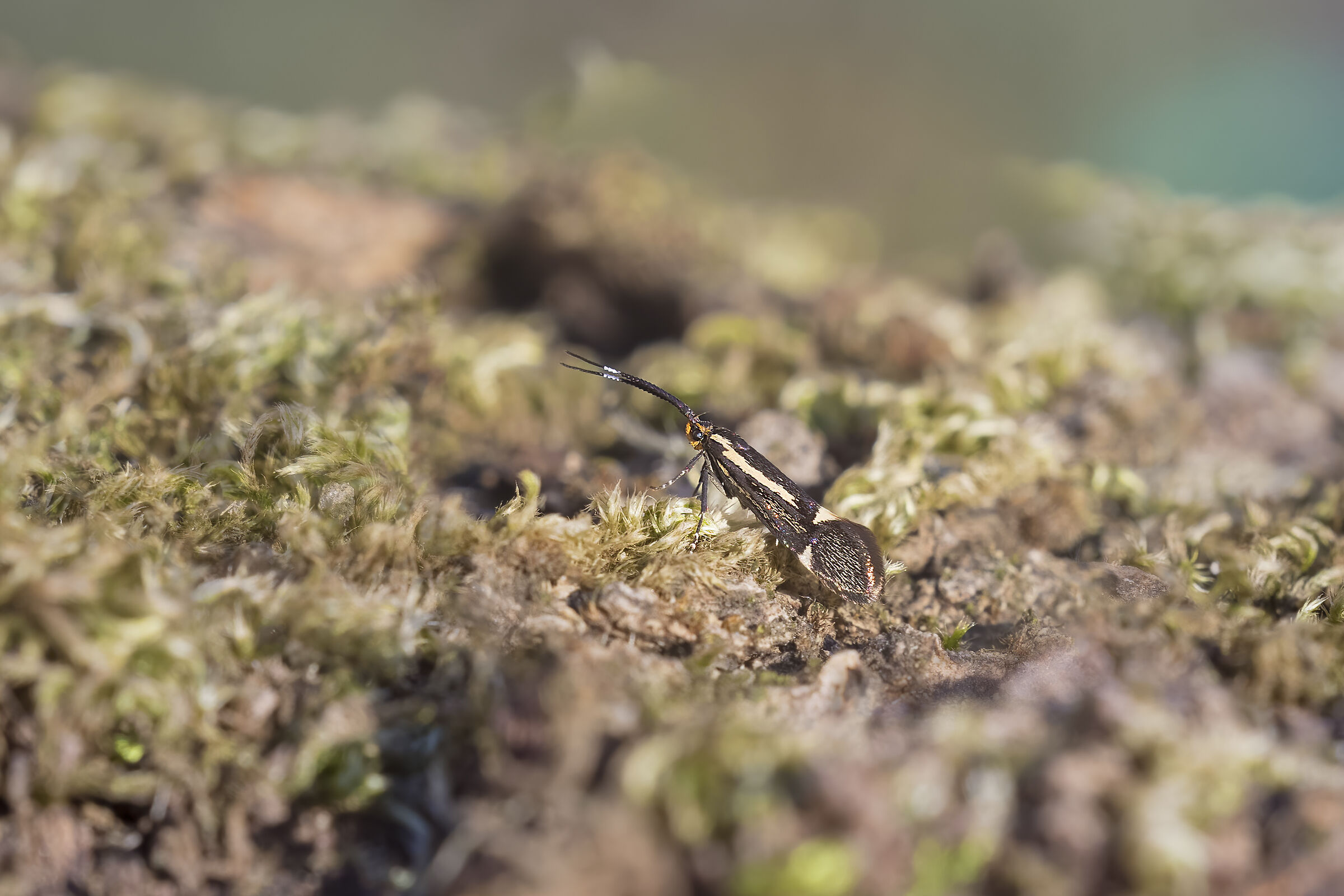 Esperia Sulphurella