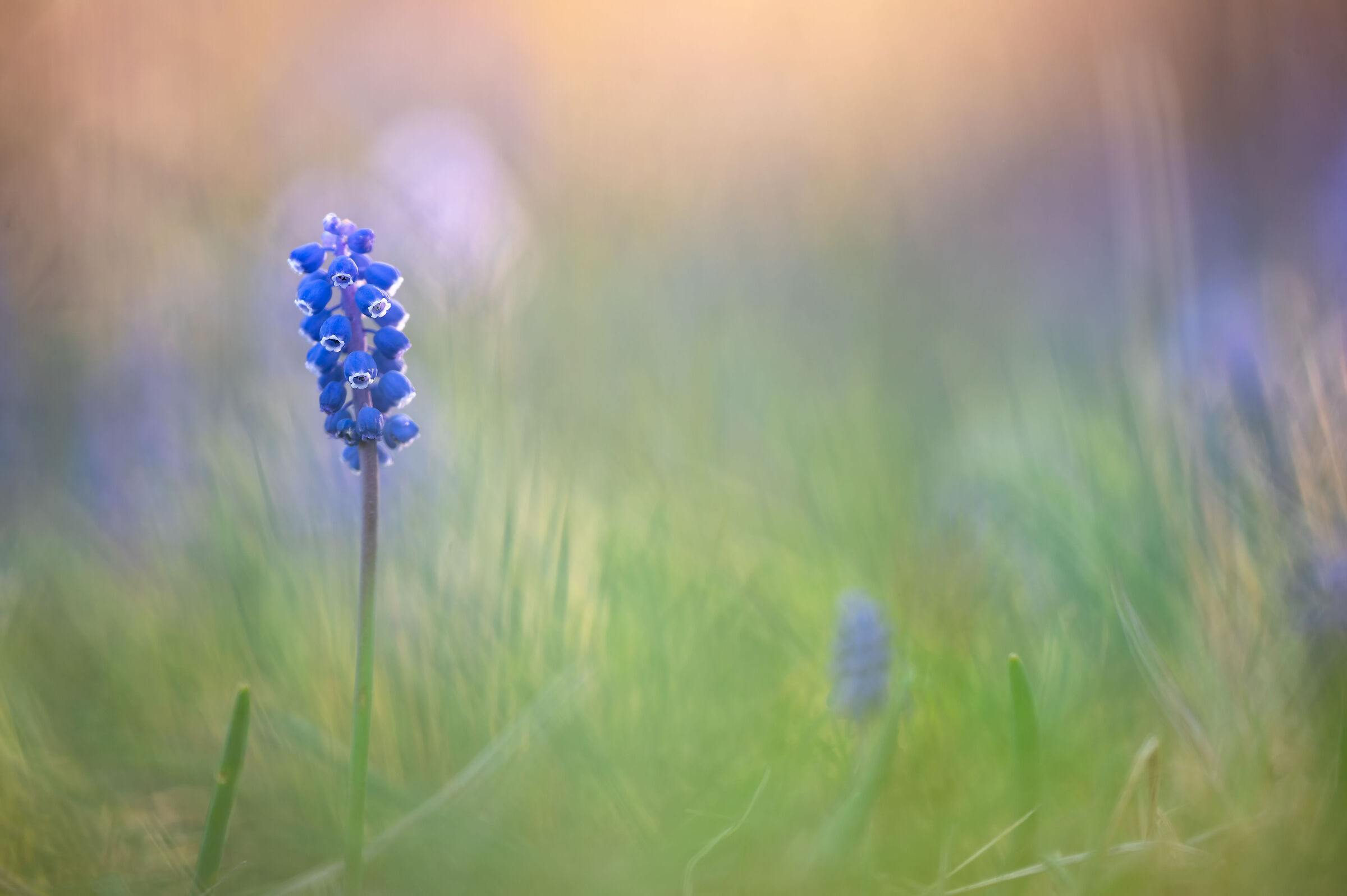 Muscari - vitality and beauty