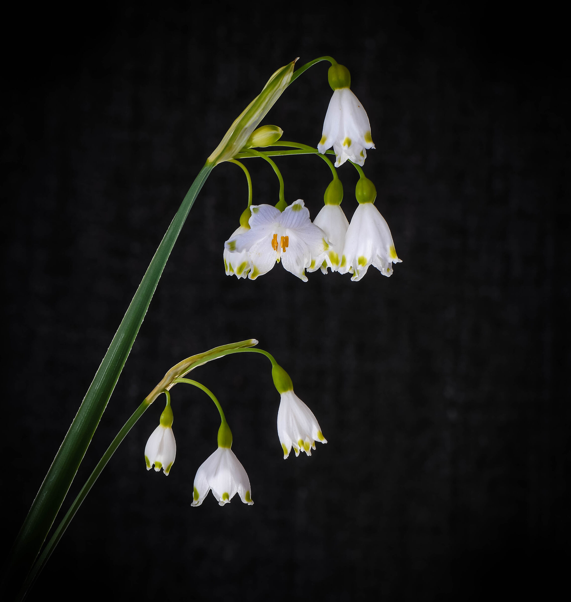 Bells, or Fake Snowdrops.
