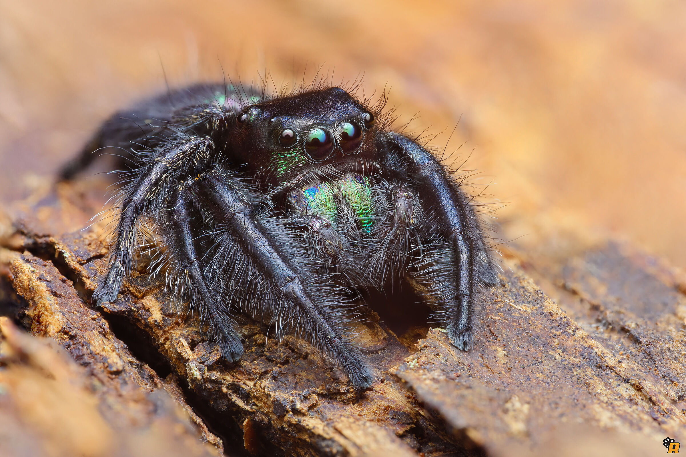 Phidippus bidentatus