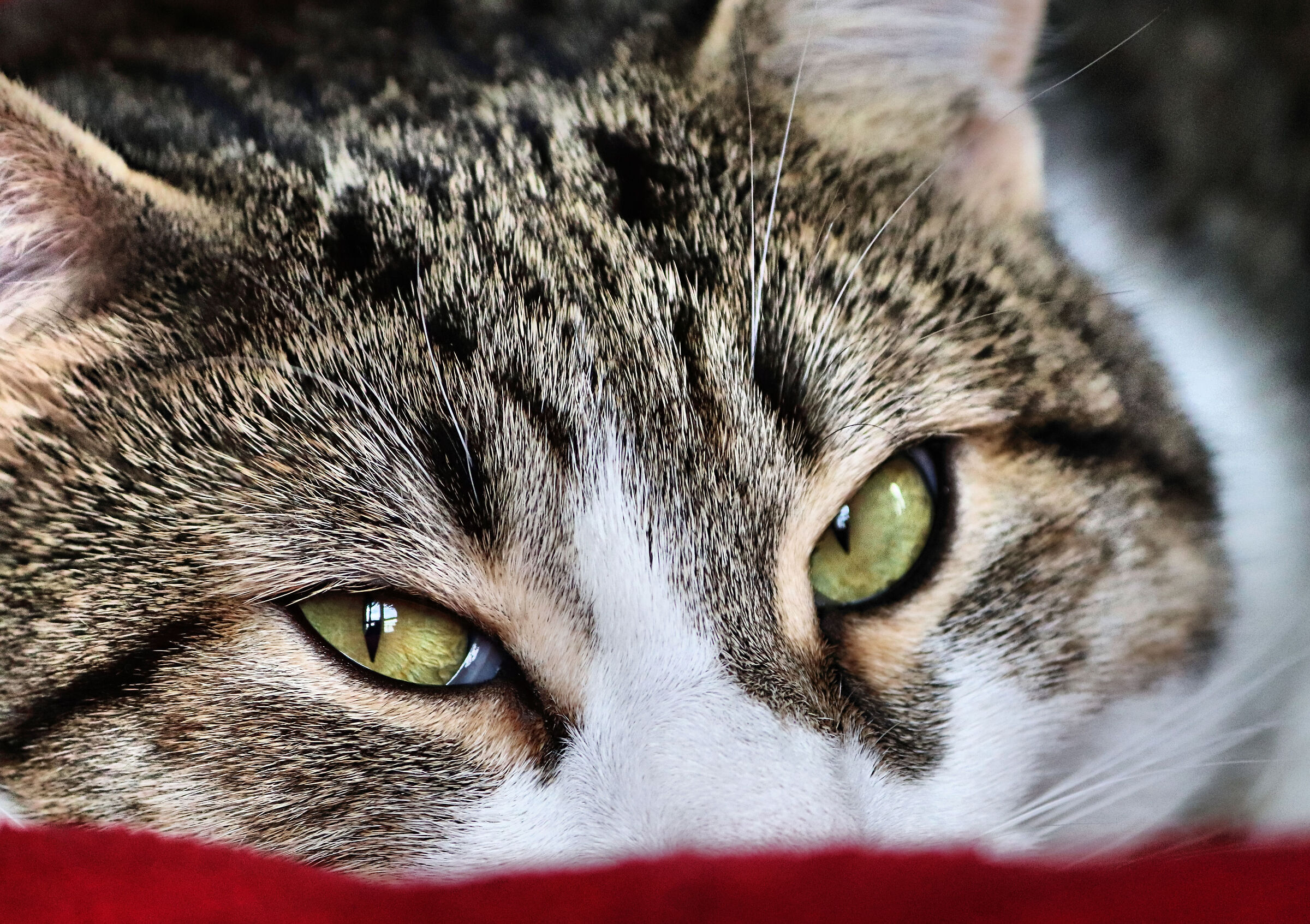 Non si può dormire .......