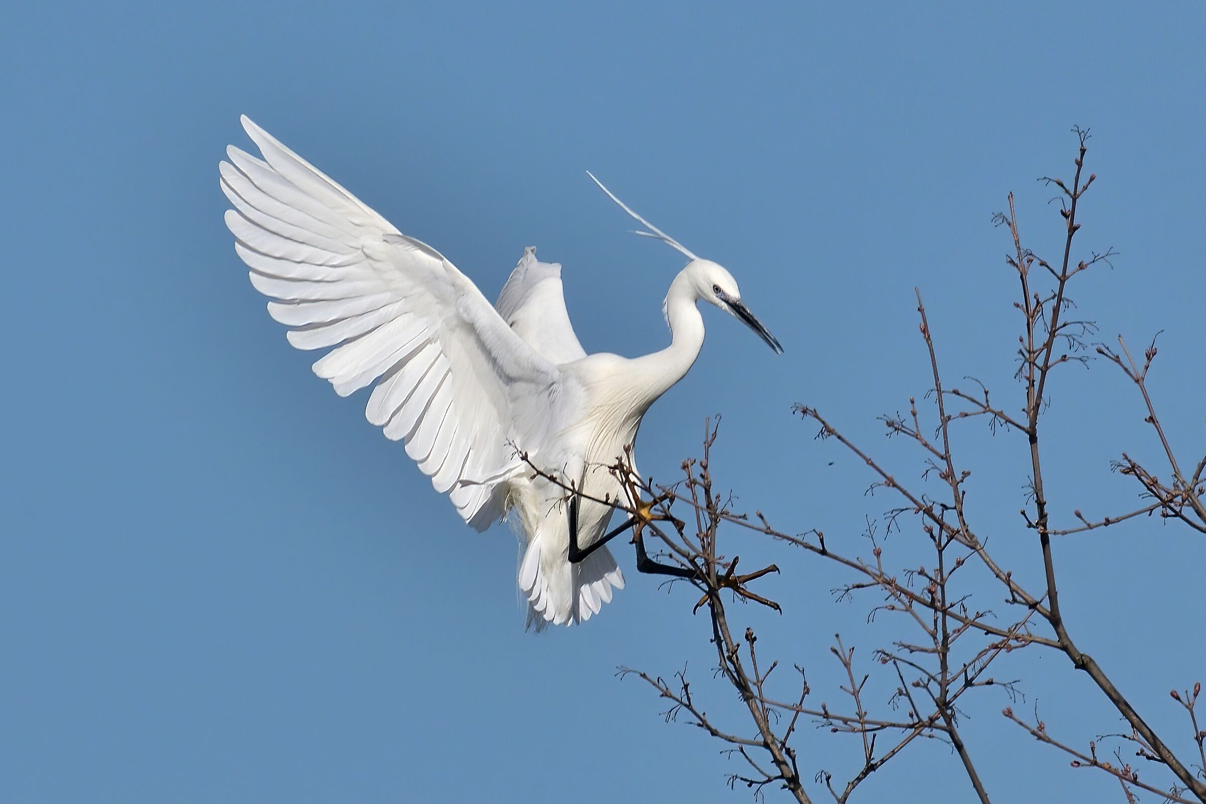 Garzetta egretta