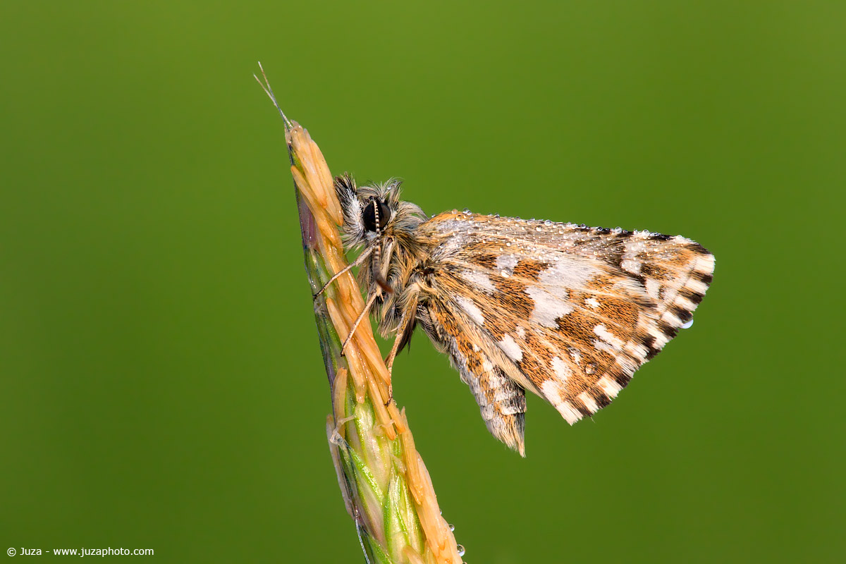 Carcharodus boeticus, 009466