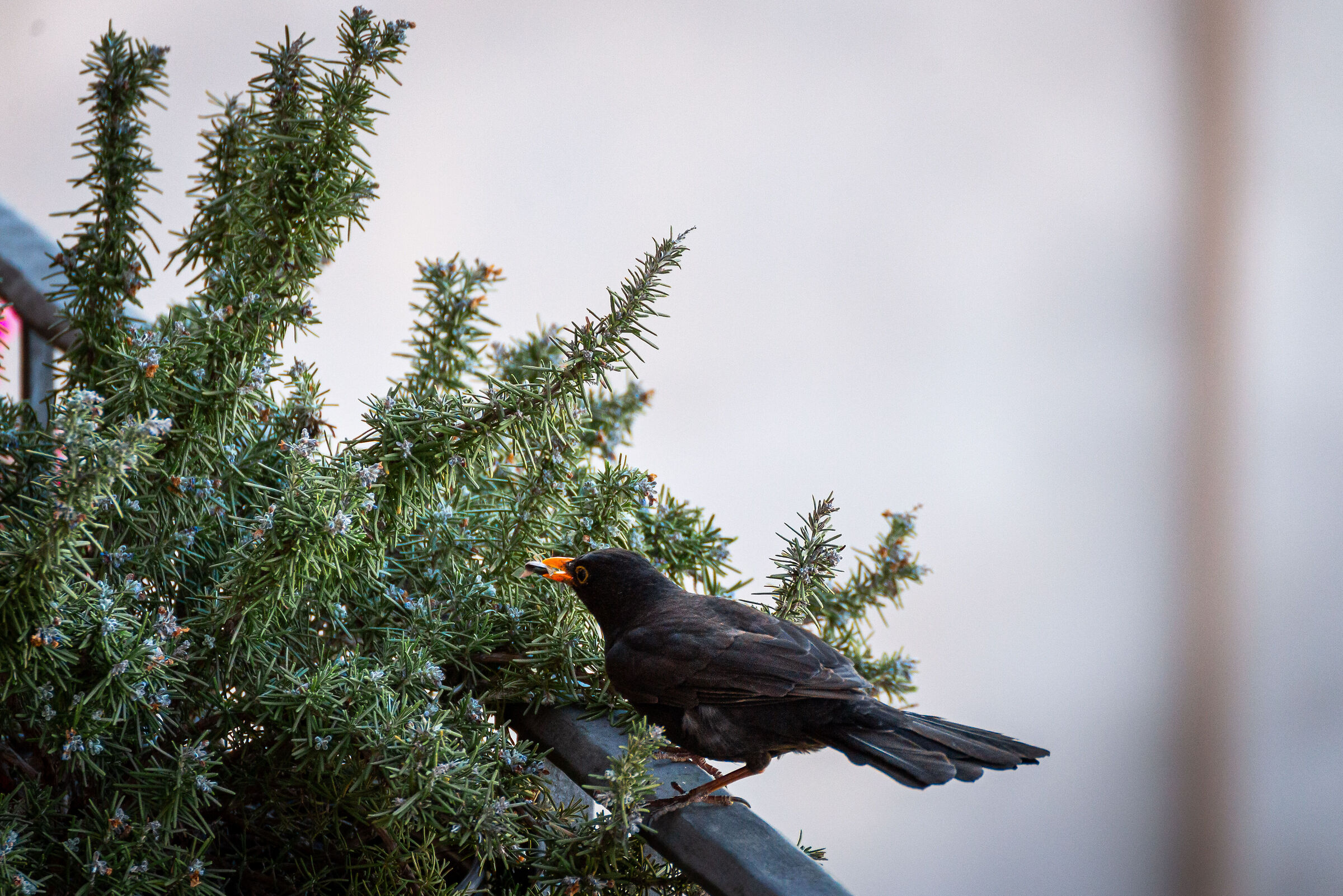 Mario arrabbiato che urla a rosmarino