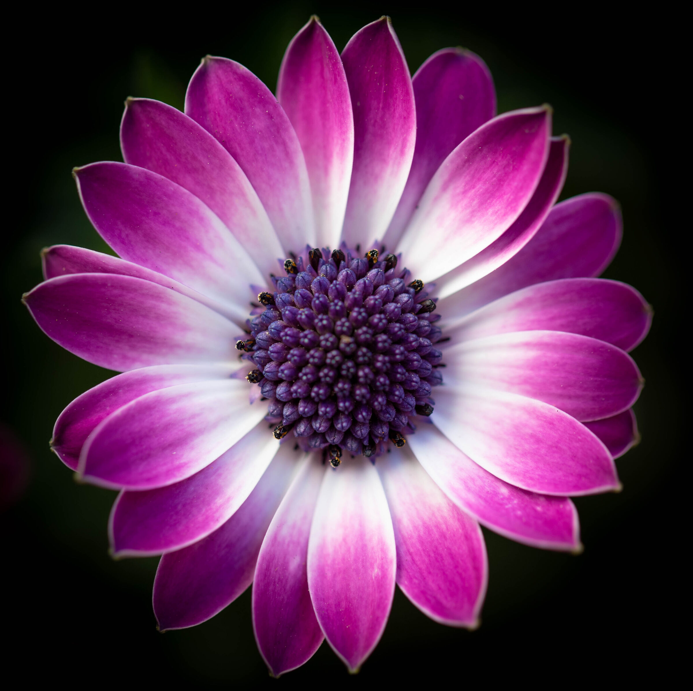 When you like a flower you just take it.