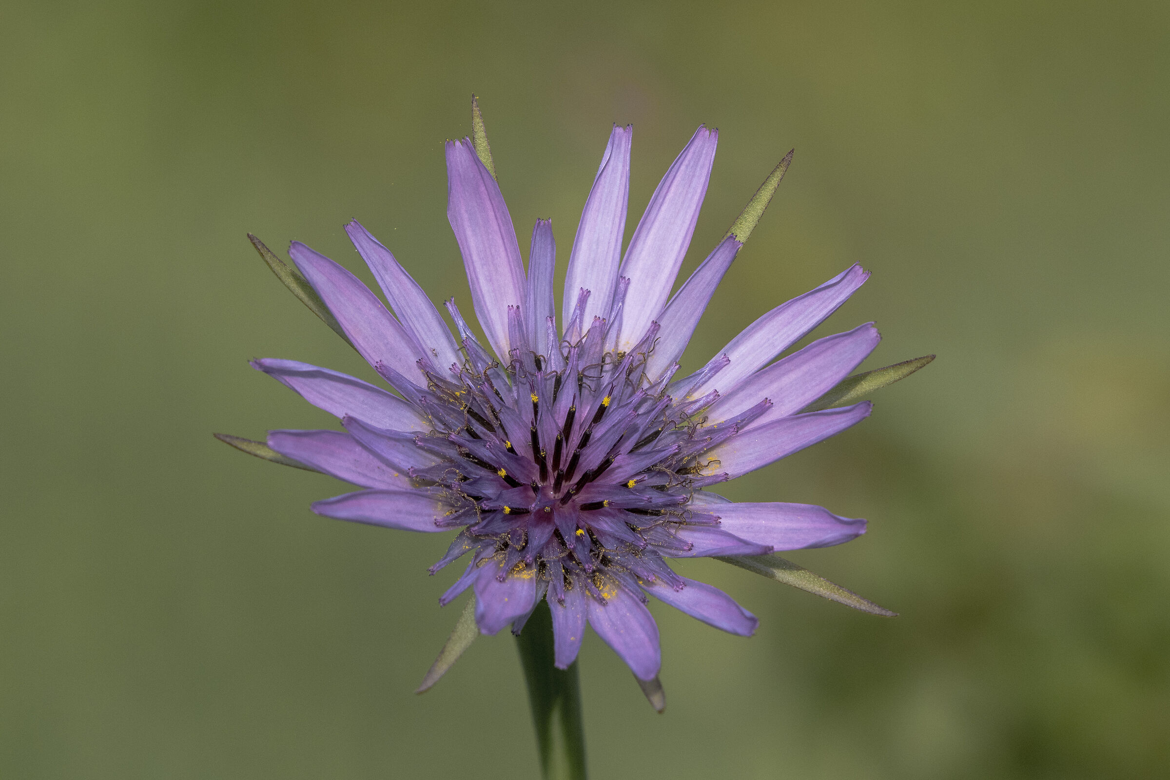Barba di becco violetta (Tragopogon porrifolius)
