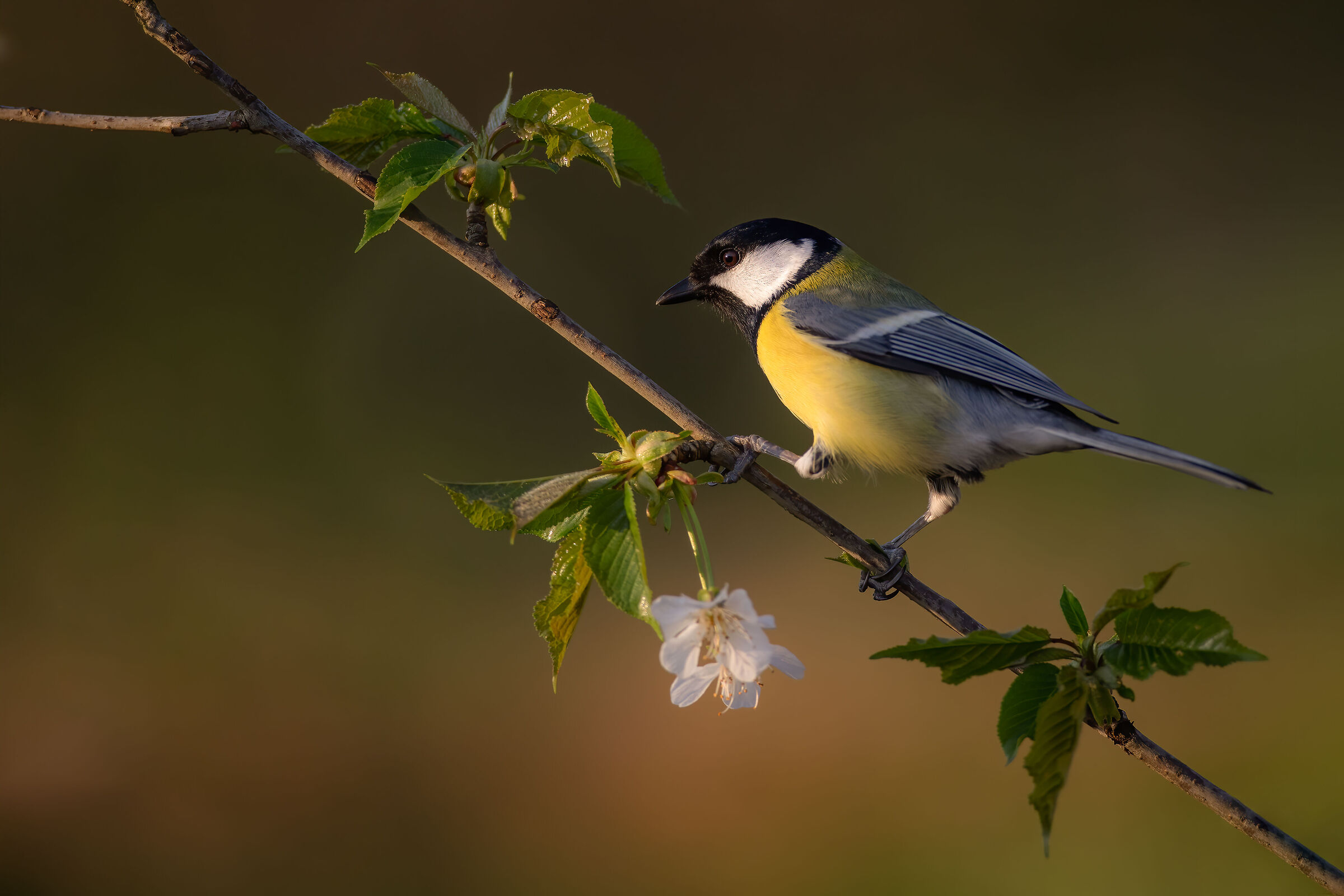Cinciallegra in beautiful pose