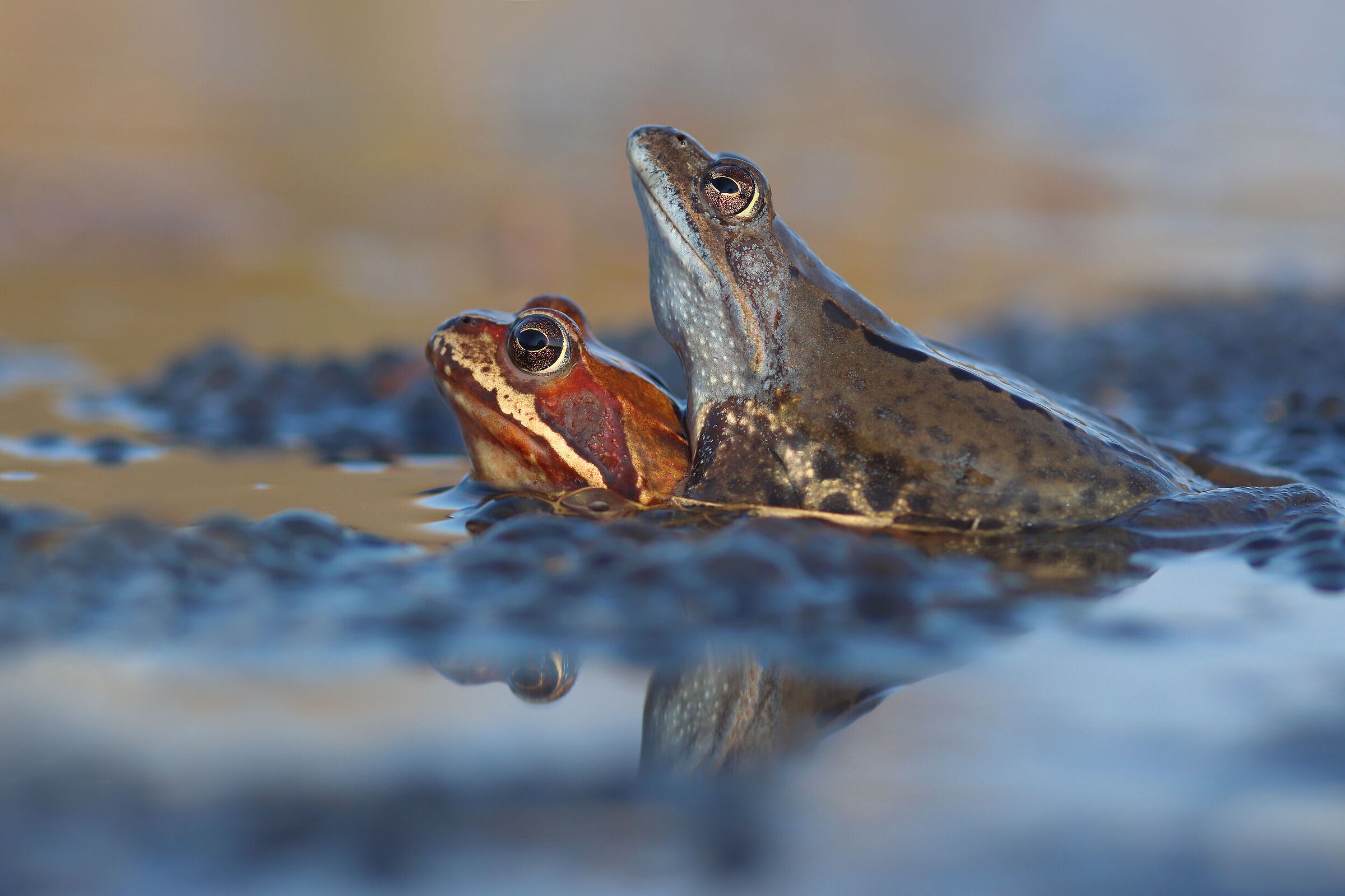 Papà orgoglioso :-)