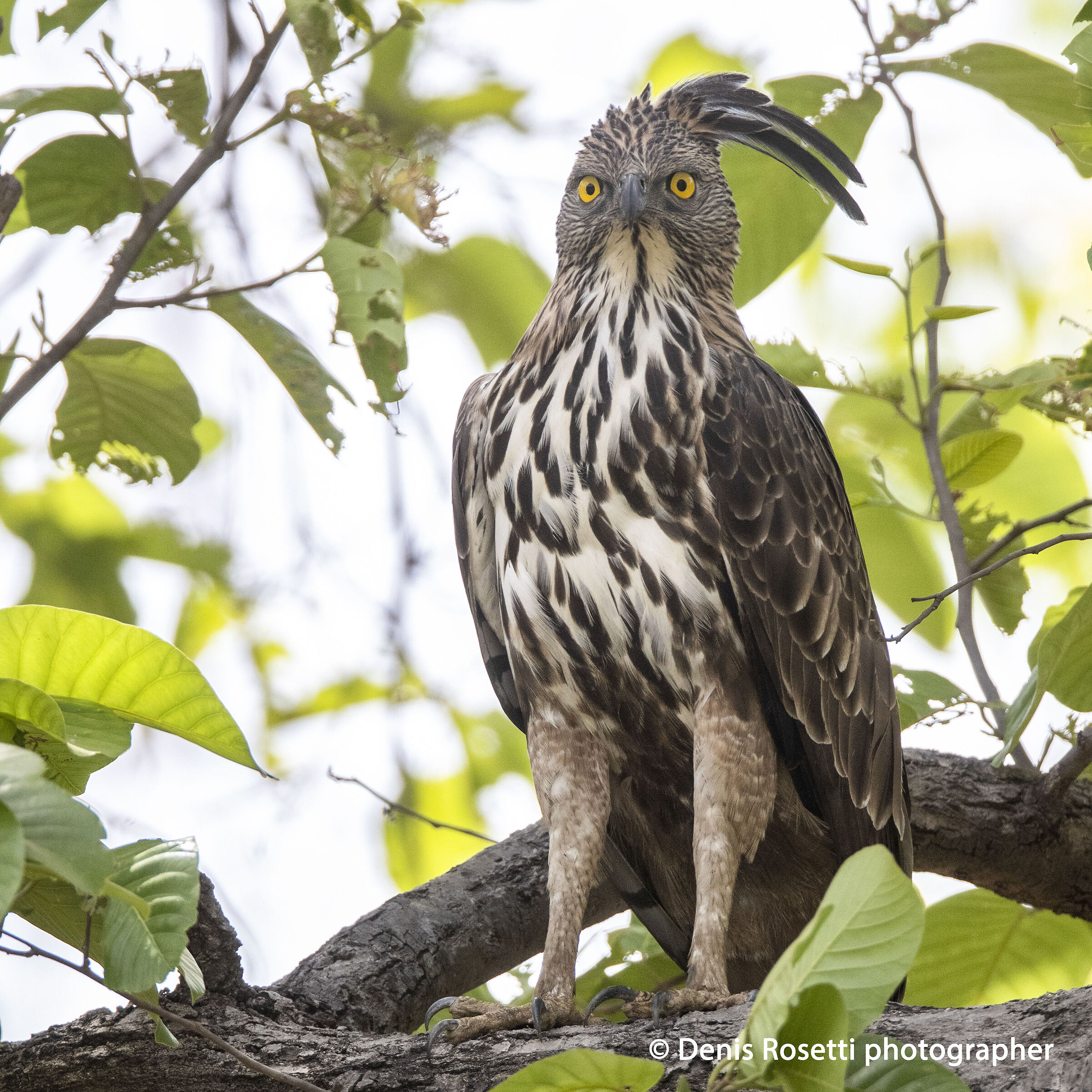 crested hawk eagle.