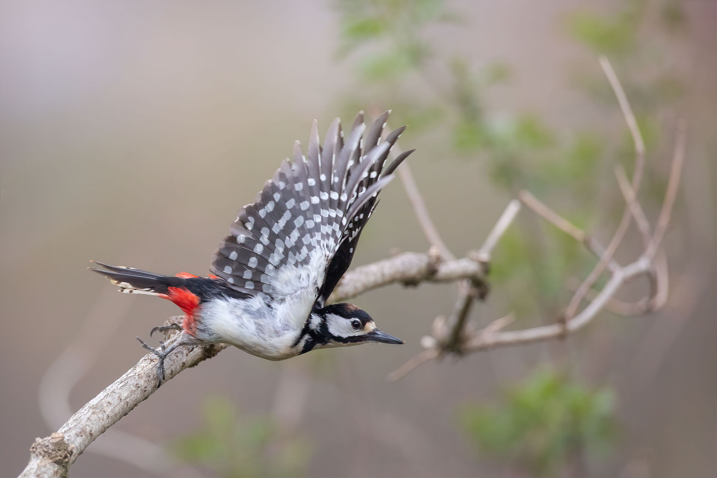 Take-off of a woodpecker