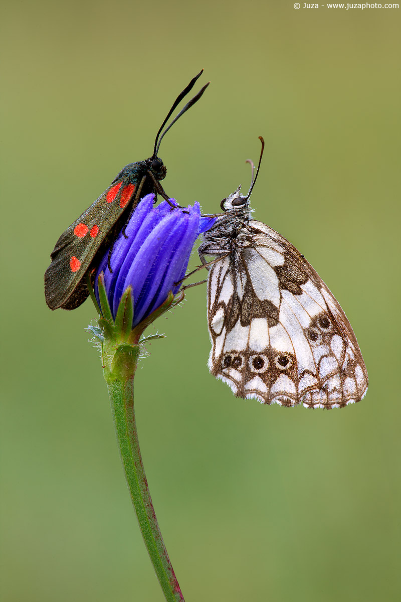 Zygaena sp. e Melanargia galathea, 010152
