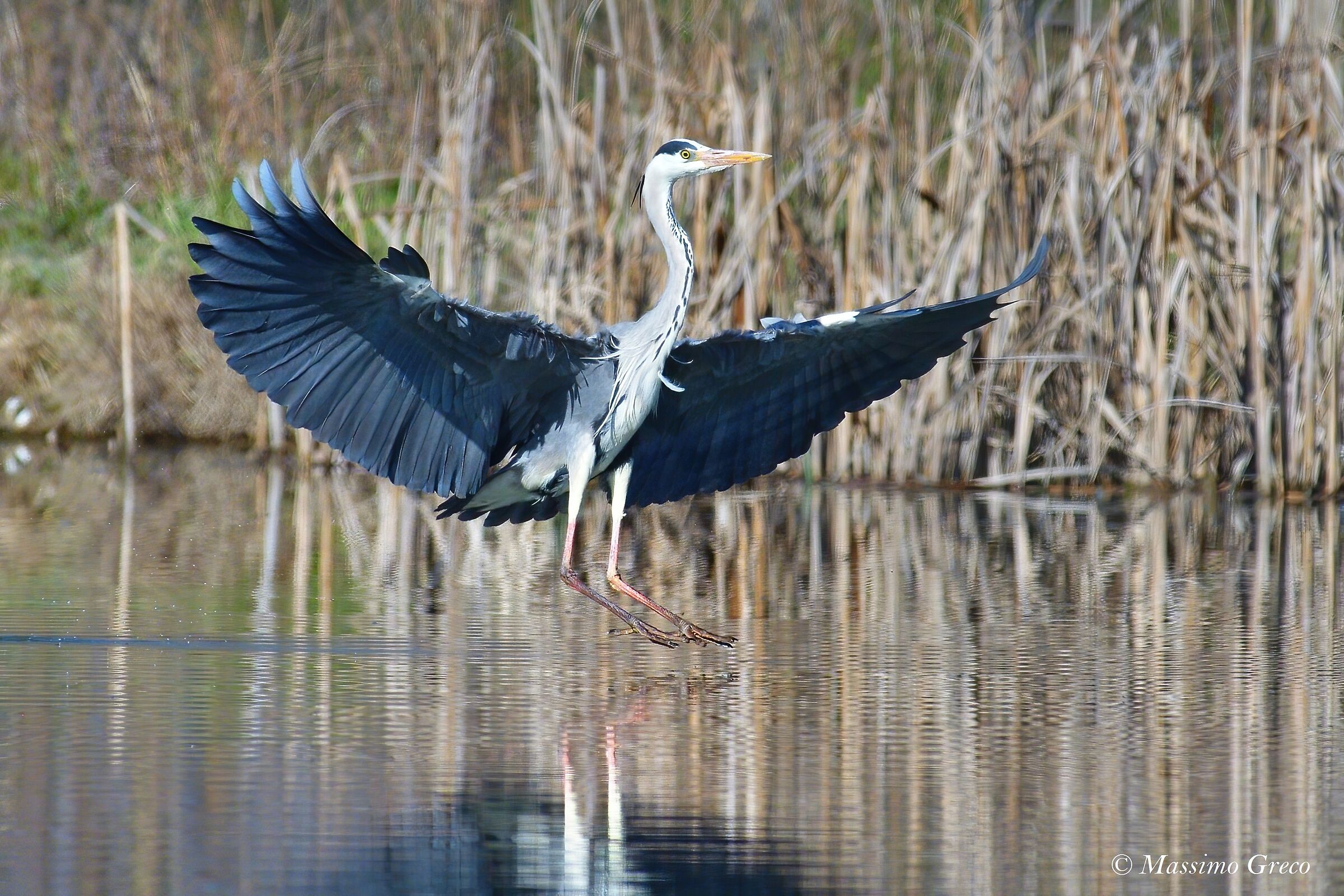 Gray heron in landing