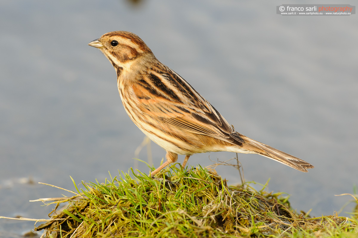 Identificazione: Prispolone?