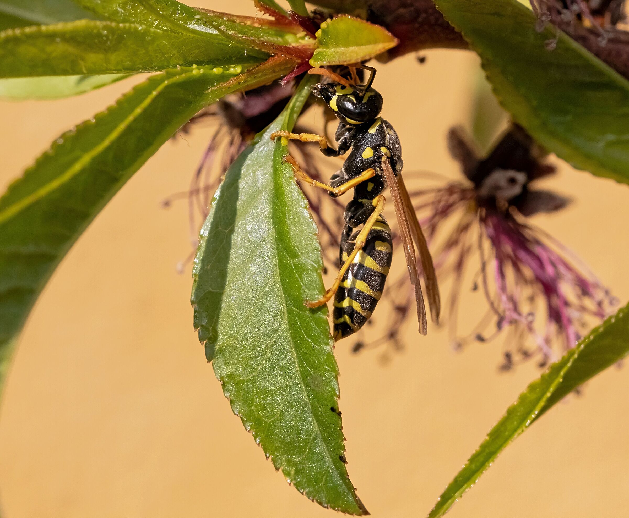 cartonaia wasp on peach leaf 30/03/2021