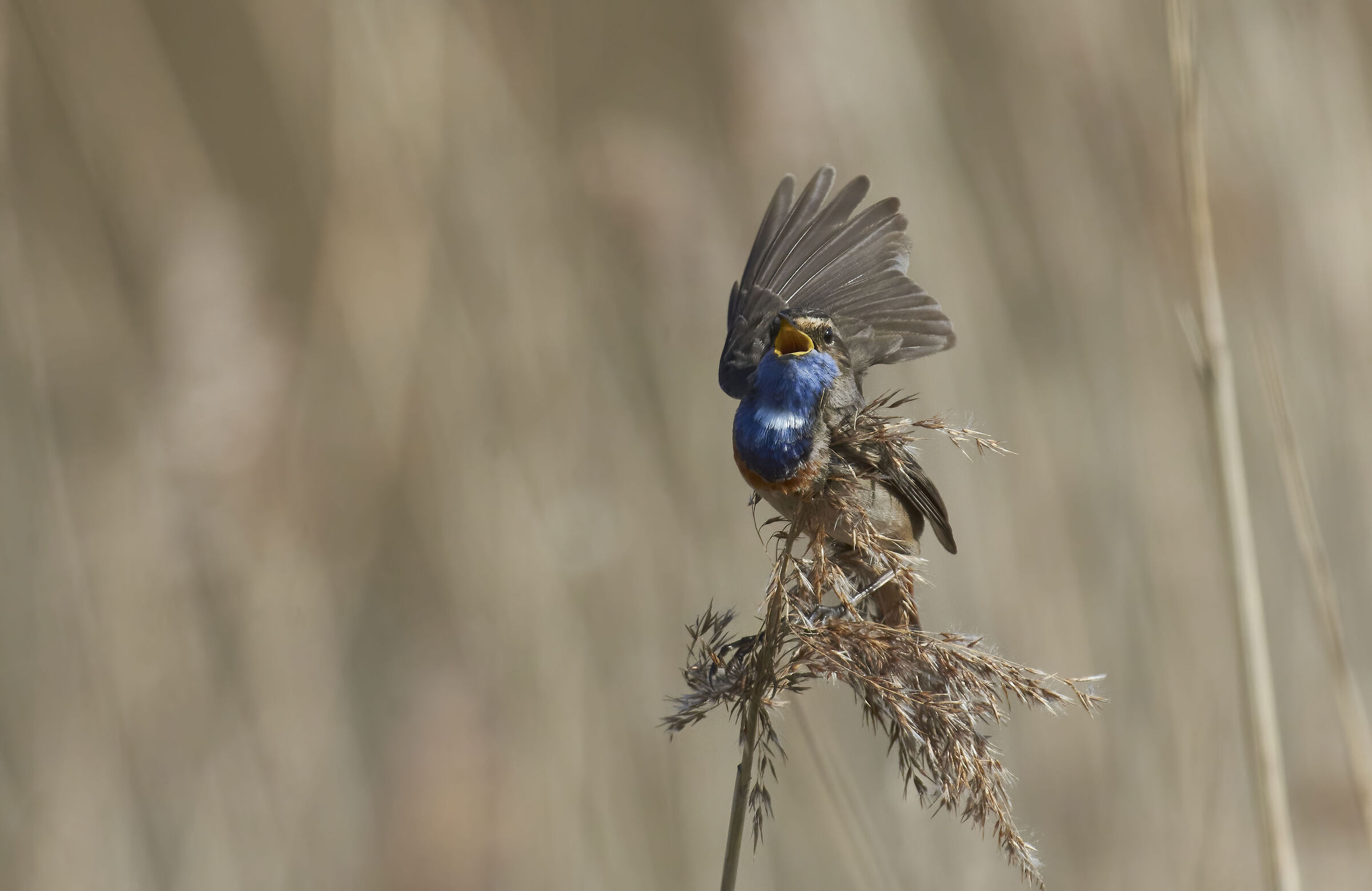 Bluethroat