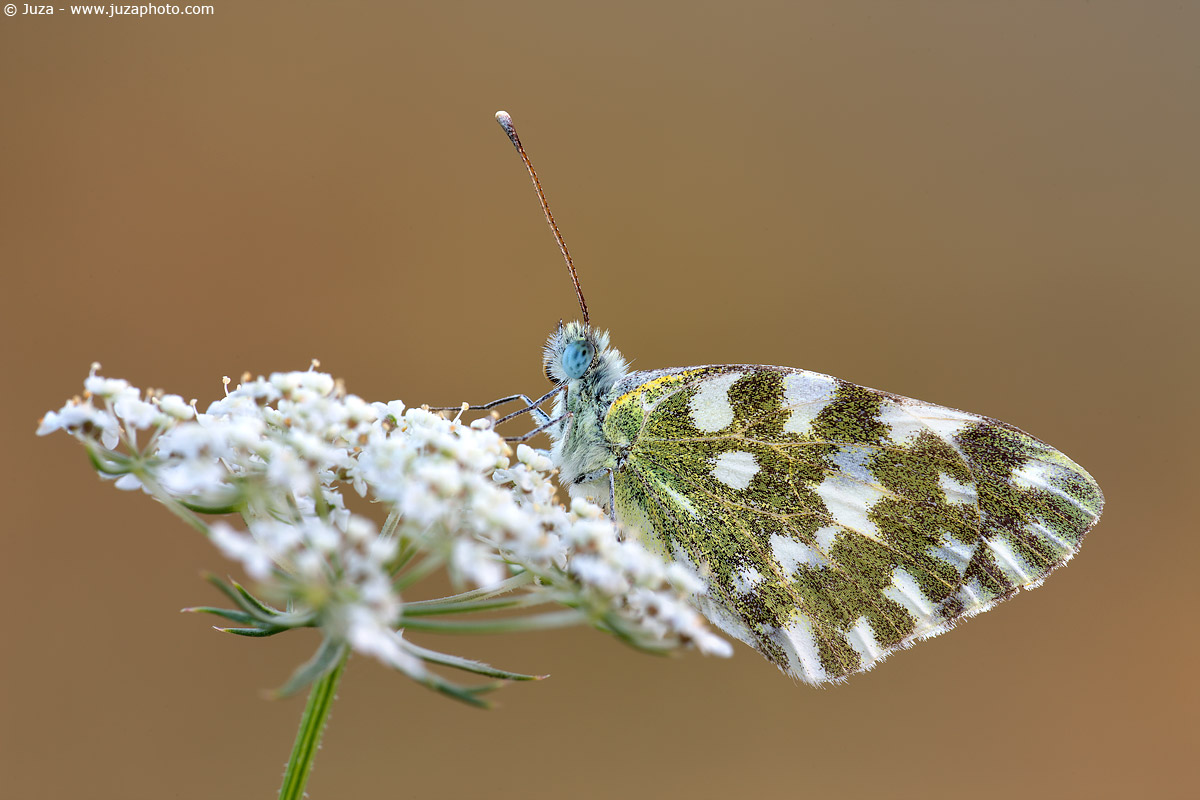 Pontia edusa, 008559