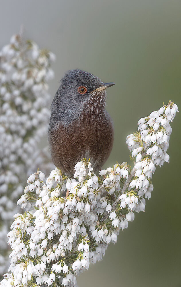magnanina su erica fiorita