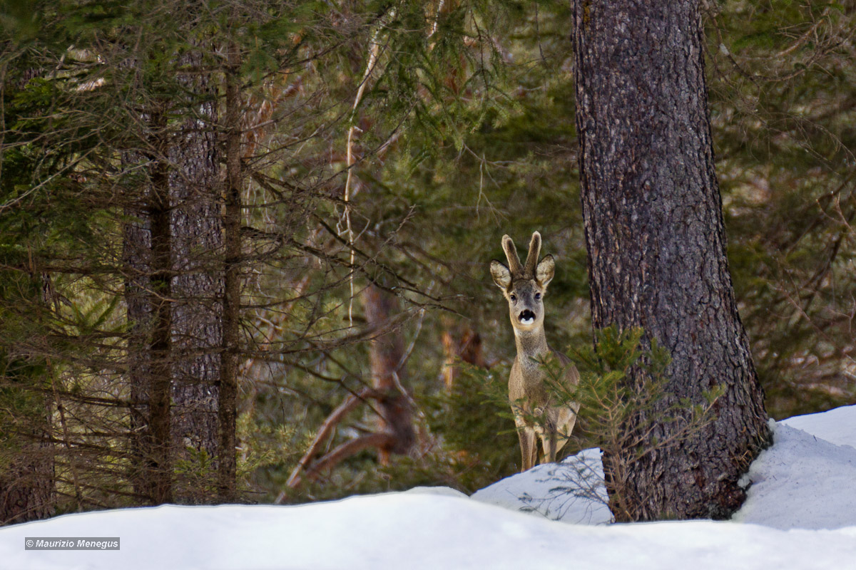 Maschio adulto di capriolo ai primi di marzo