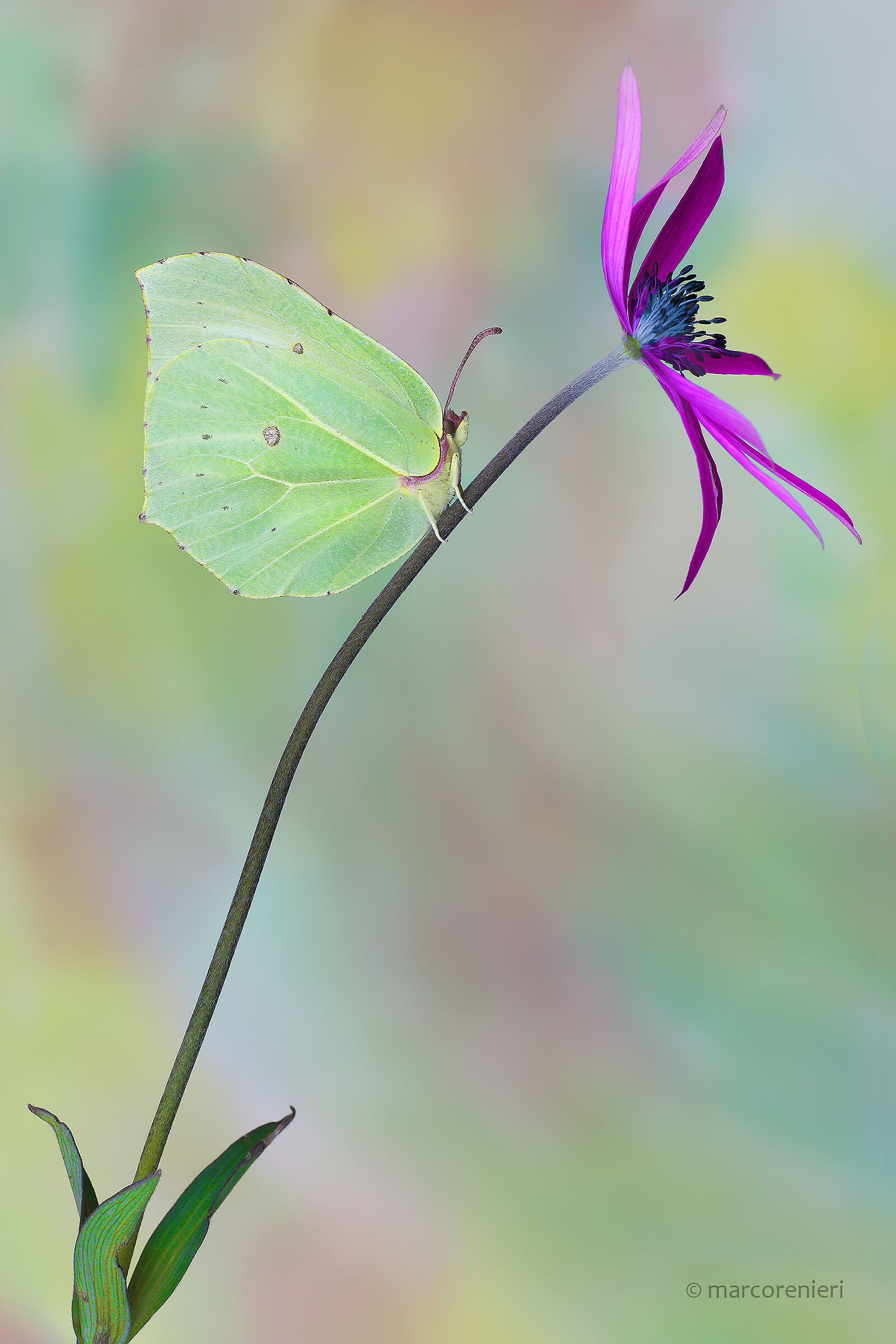 Gonepterix
