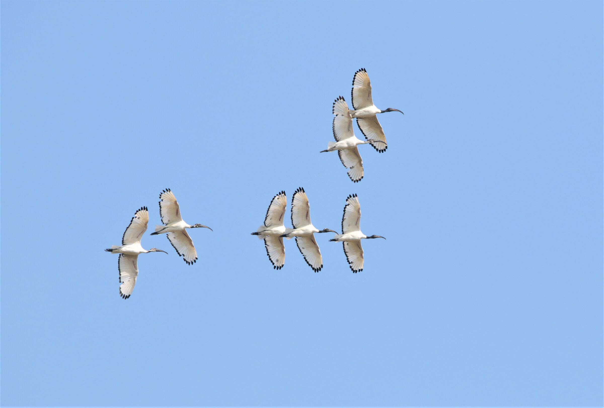 ibis sincronismo perfetto!!