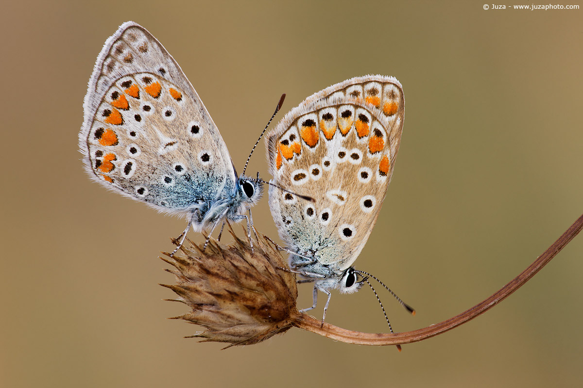 Lycaeides argyrognomon, 008571