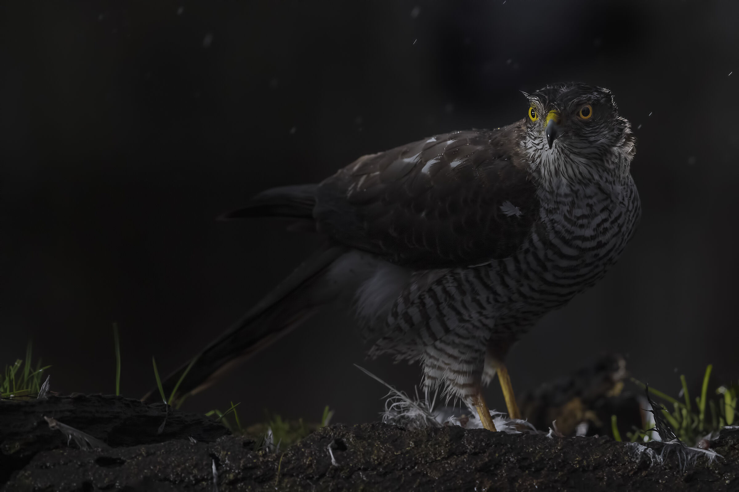 Sparrowhawk before the day