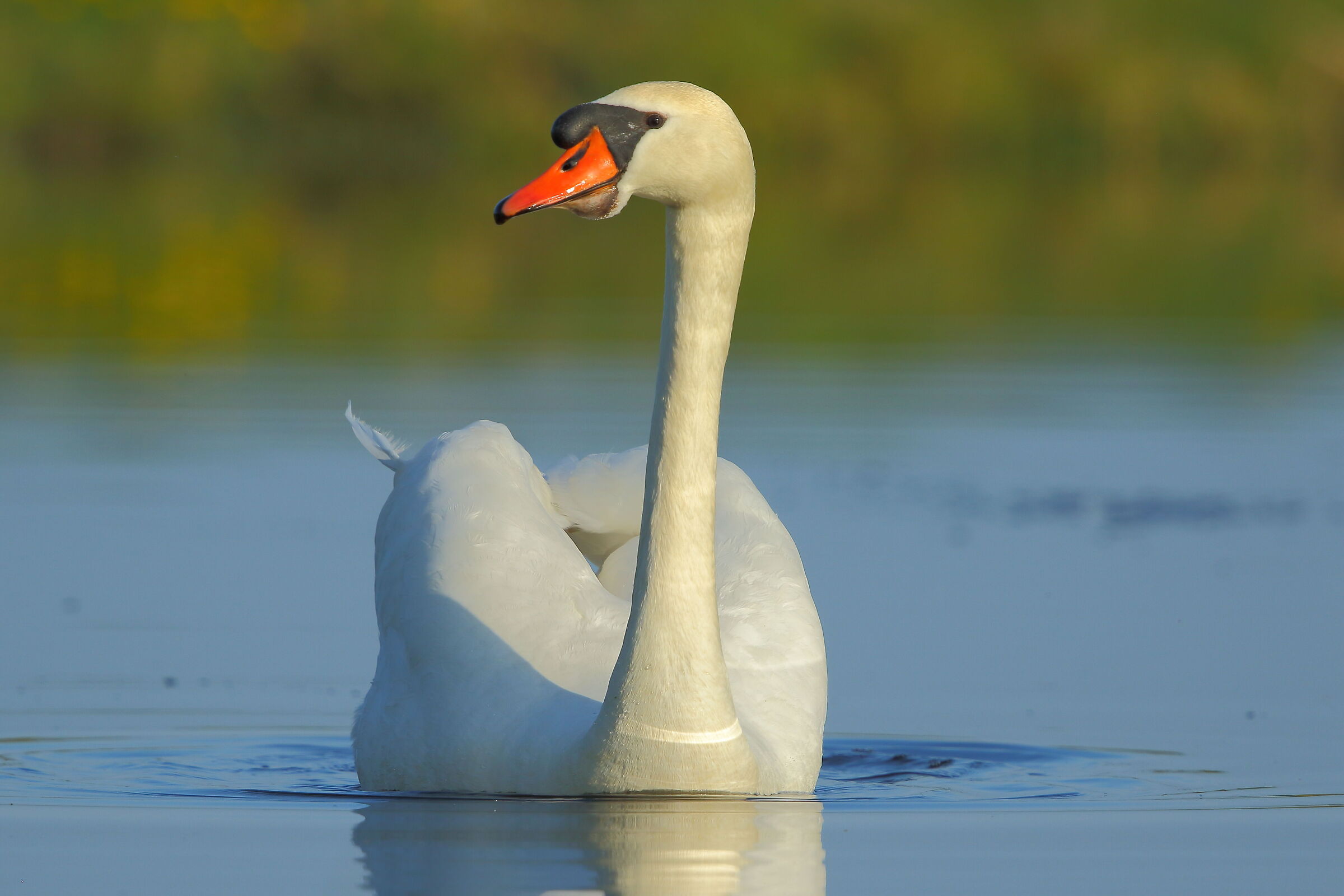 Royal Swan