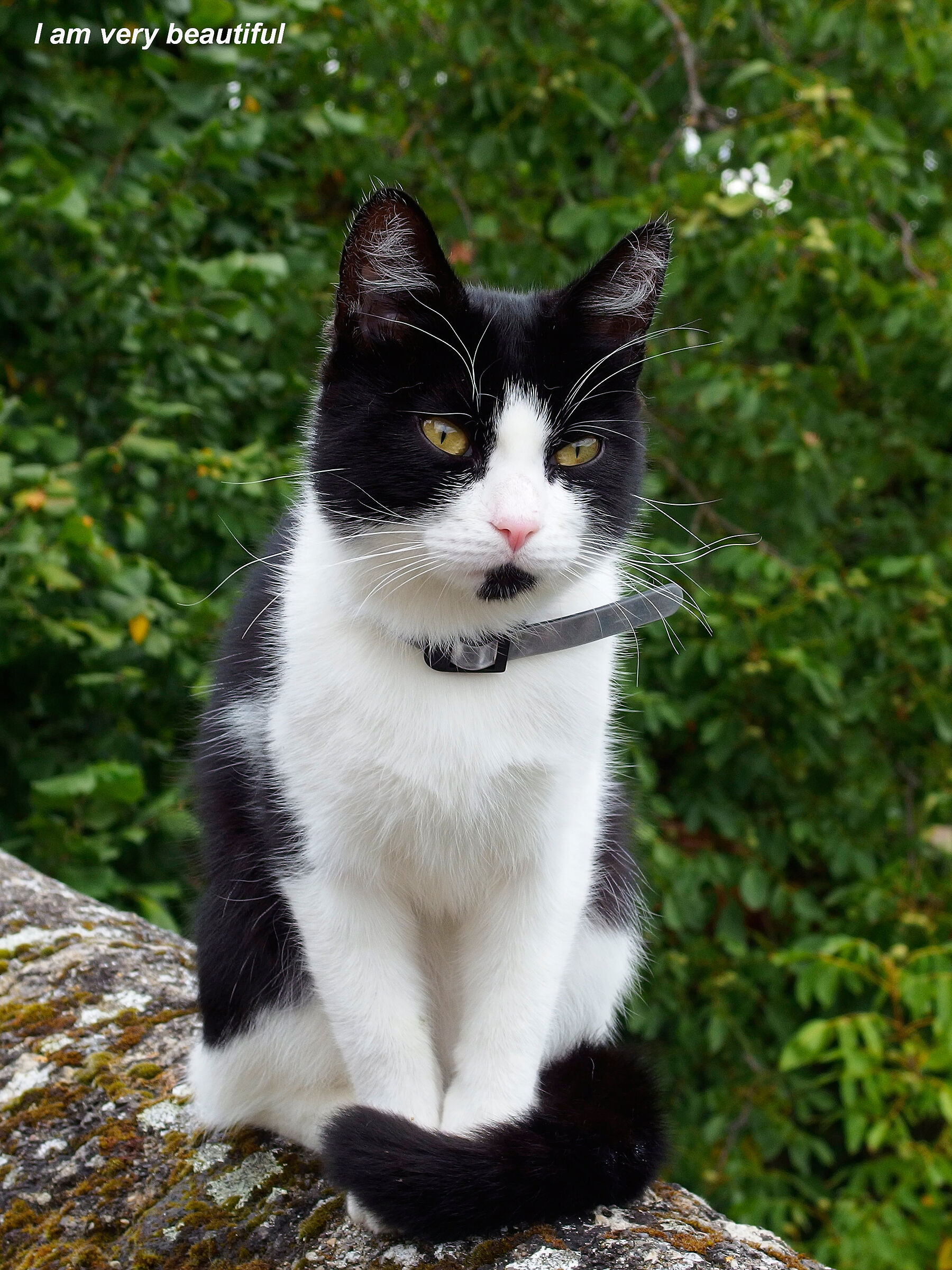 Beautiful cat
