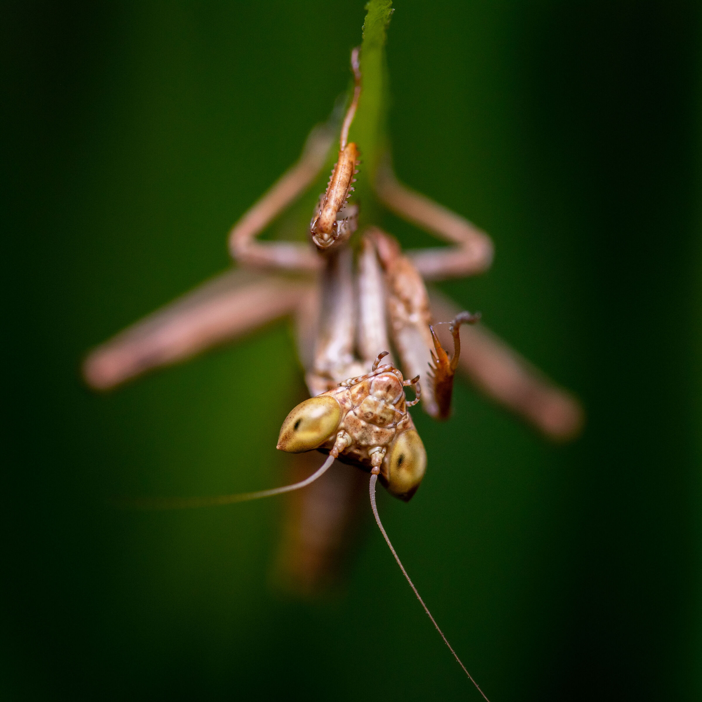 Upside Down