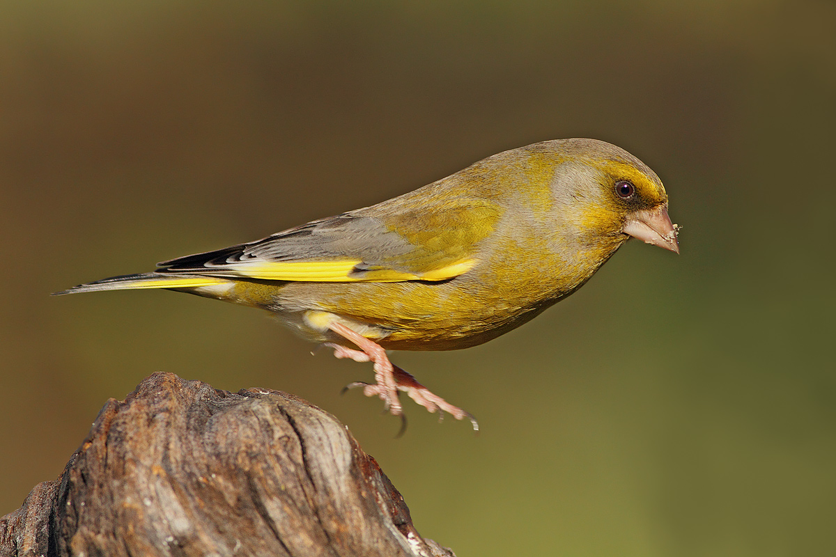 Chi si accontenta.......