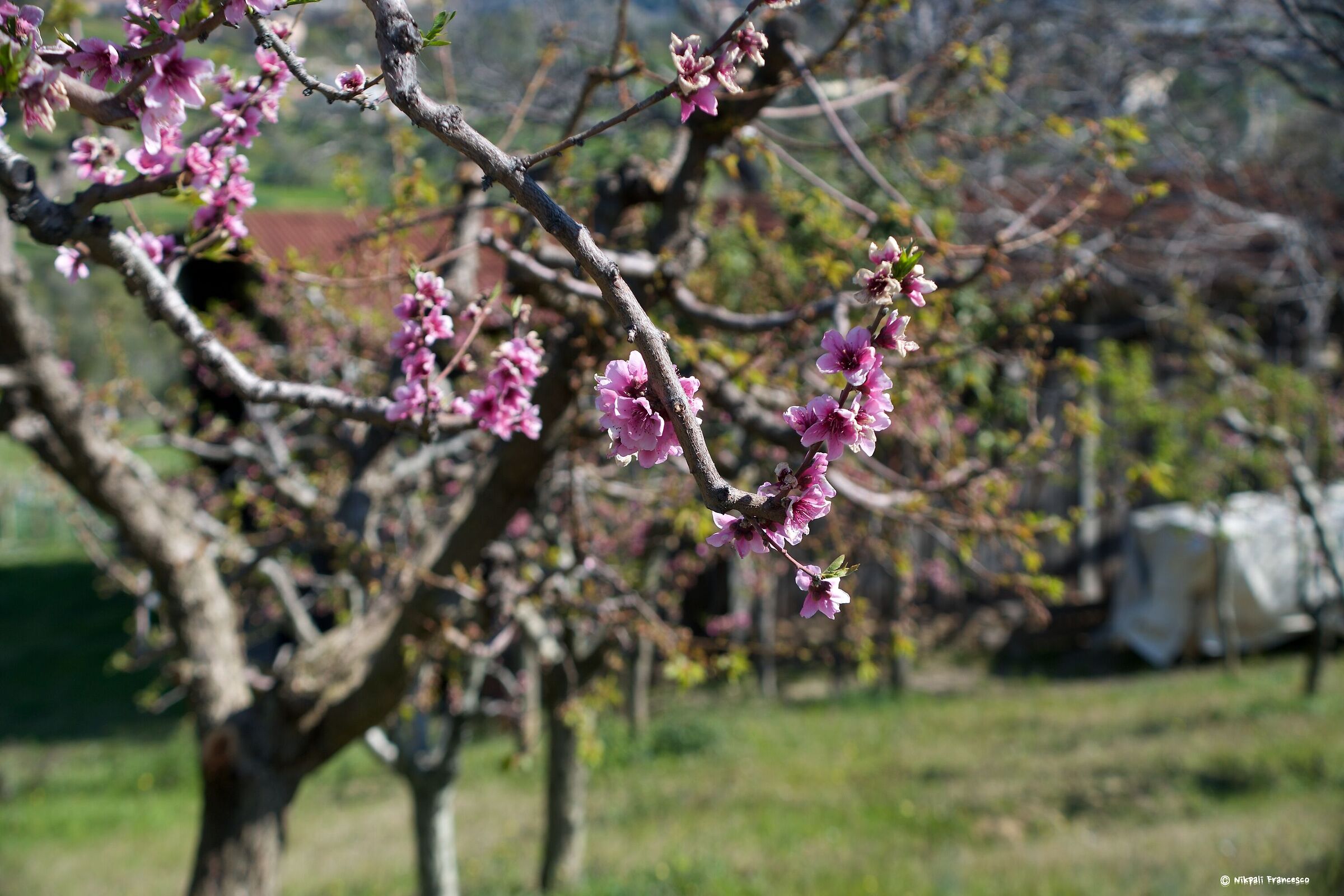 Una nuova Primavera