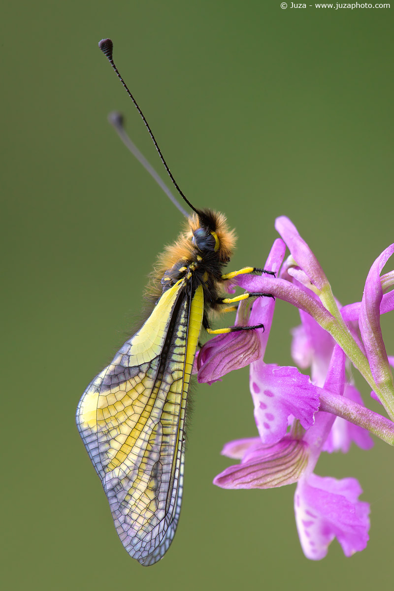 Libelloides coccajus, 009582